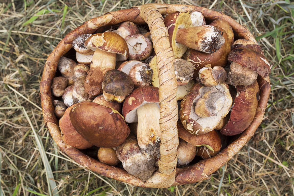 写三条滑子蘑的市场前景