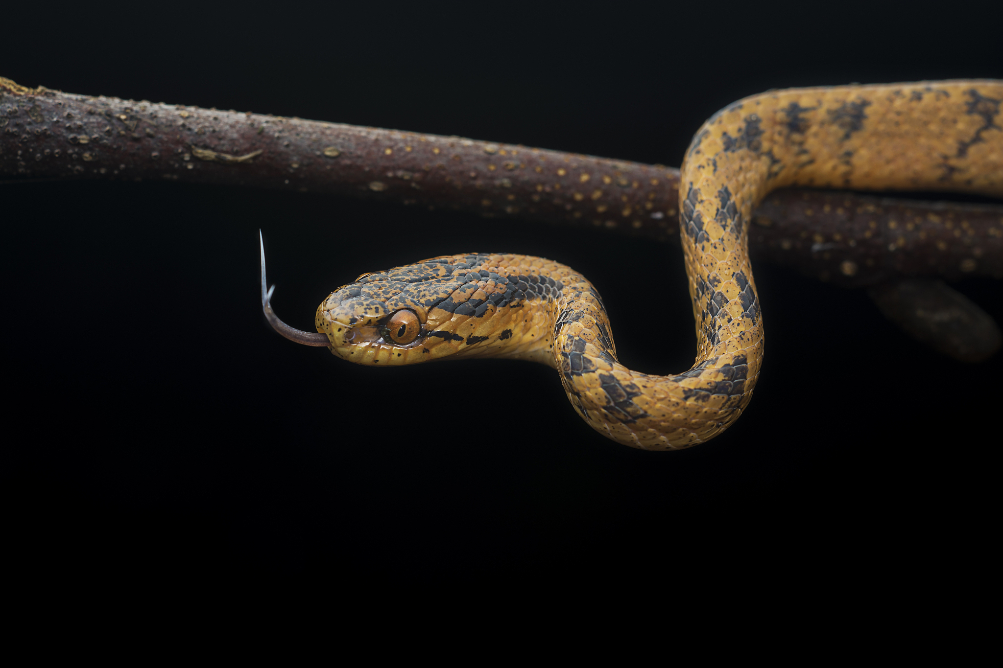 蛇类活动时间: 详解蛇类何时出没及注意事项