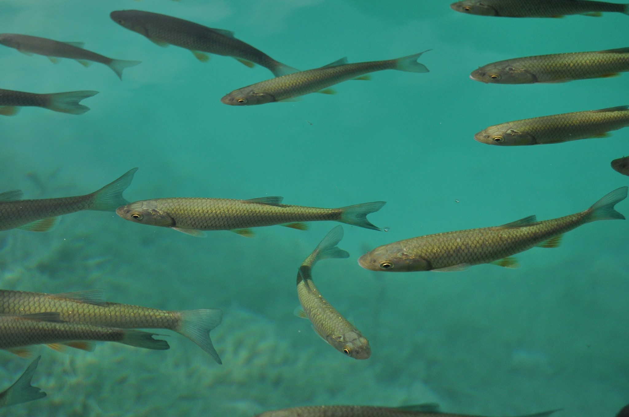 fish floating near the surface of the water in the overgrown lak