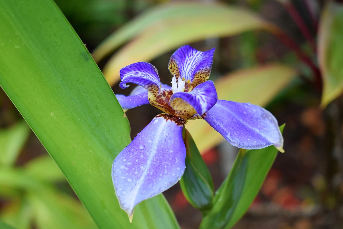 蓝色虹膜花