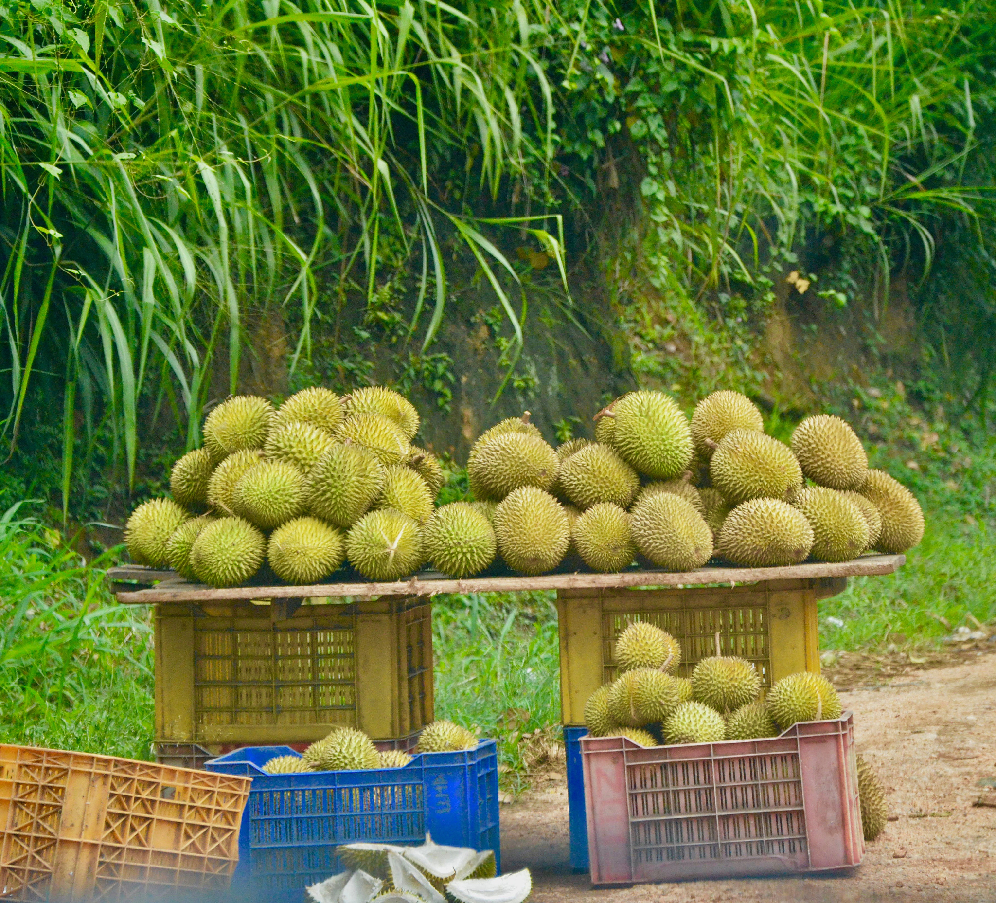 榴莲和白酒能一起吃吗？专家告诉你真相！