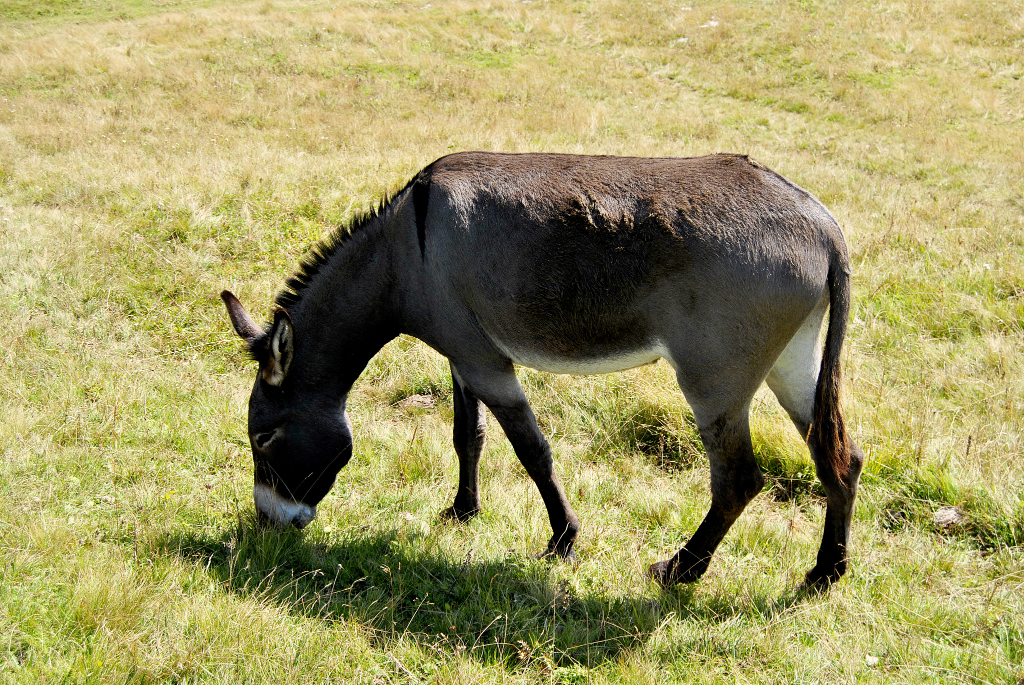 donkey