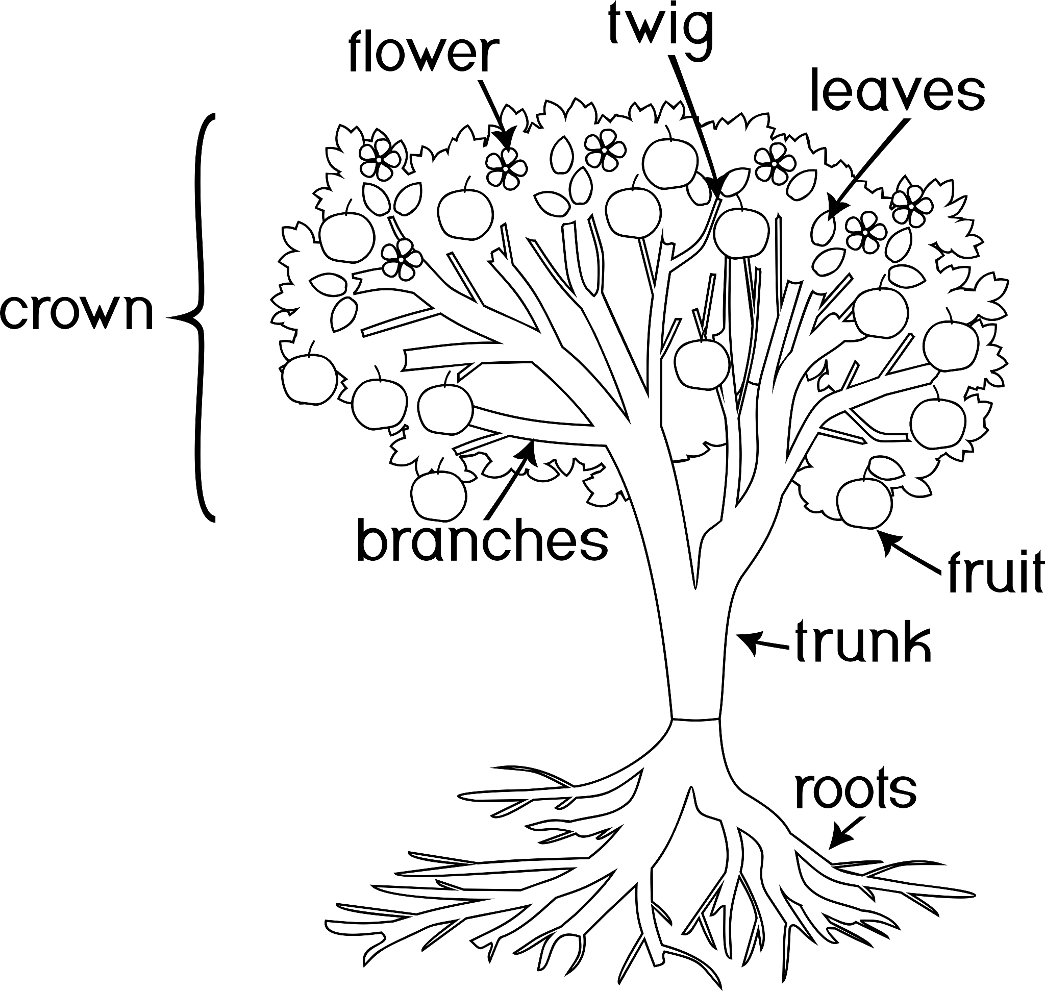 探索树木奥秘: TREES-STRUCTURE AND FUNCTION 期刊指南