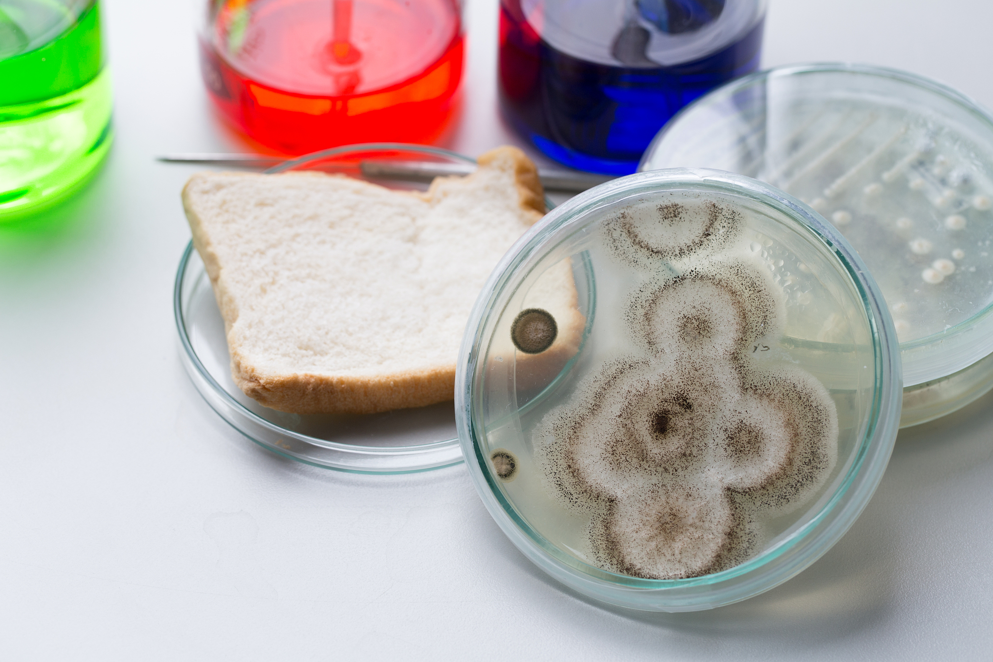 蛋糕盒上的霉菌会扩散吗？- 解密霉菌传播途径