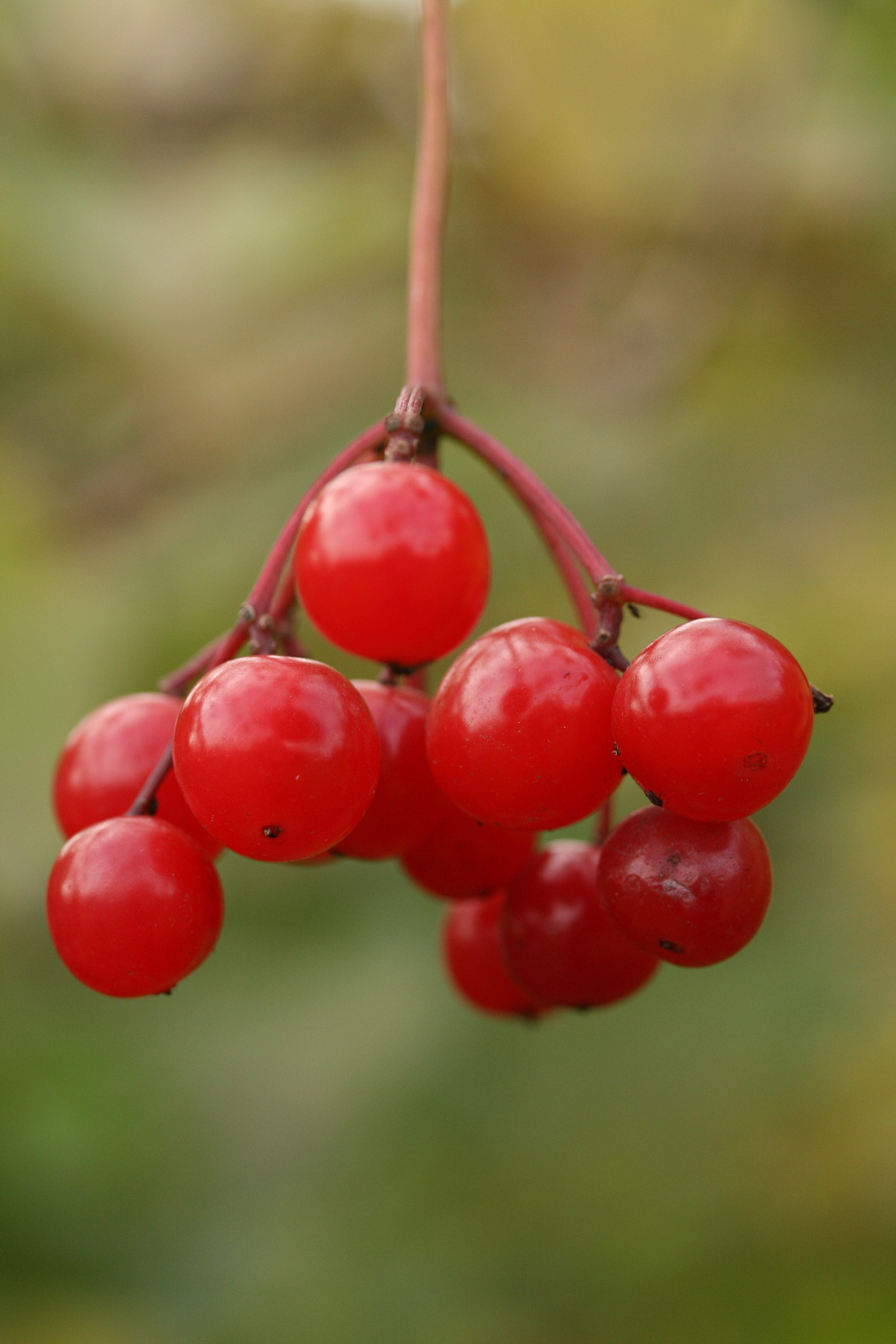guelder-rose in autumn