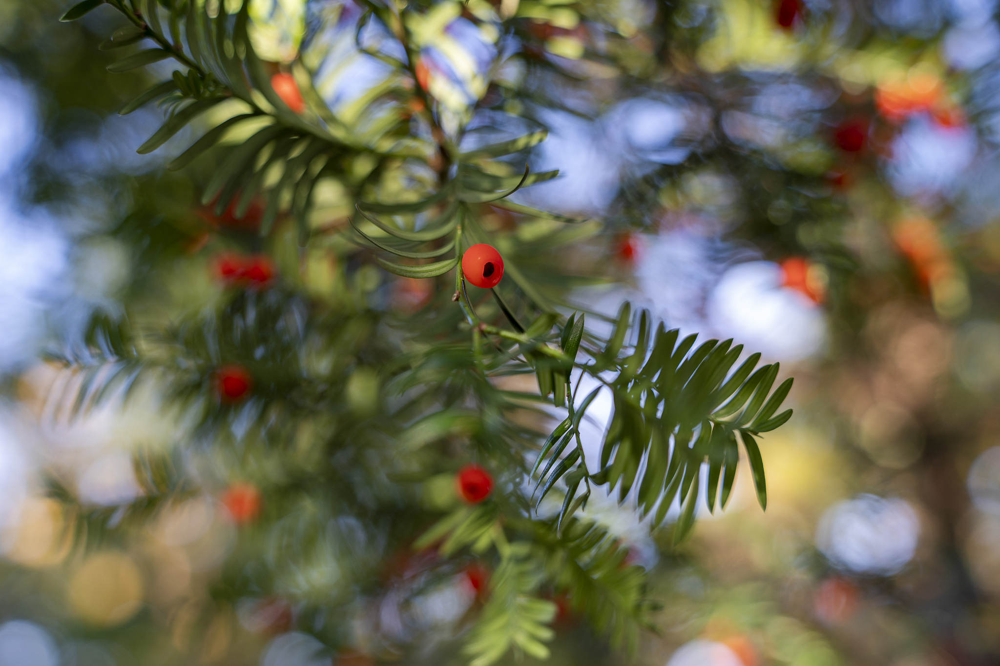 红豆杉卫生巾 直播间三分钟憋单话术
