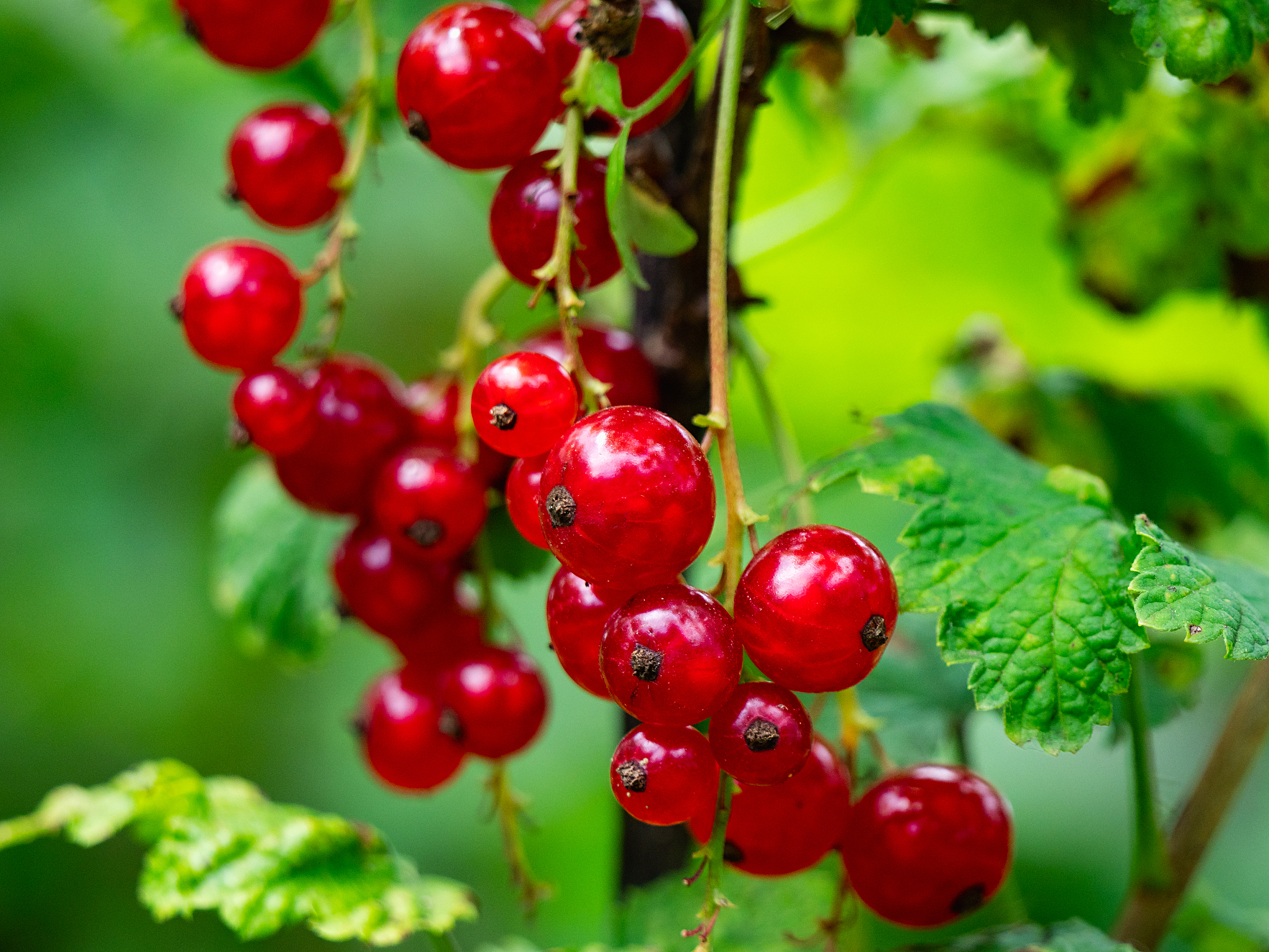 red currant on a twig in garden