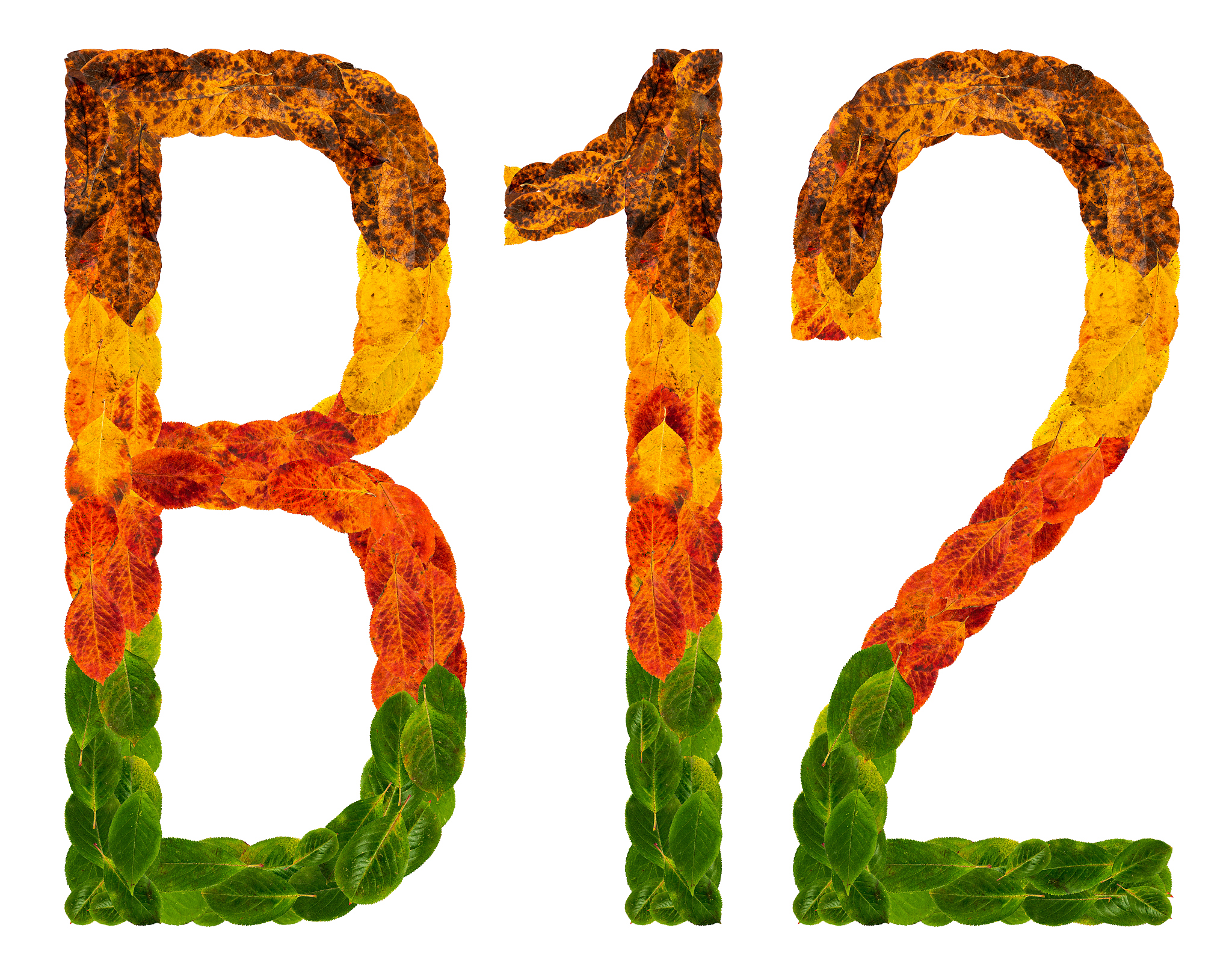 autumn leaves bright letter b12. isolated on white background. c