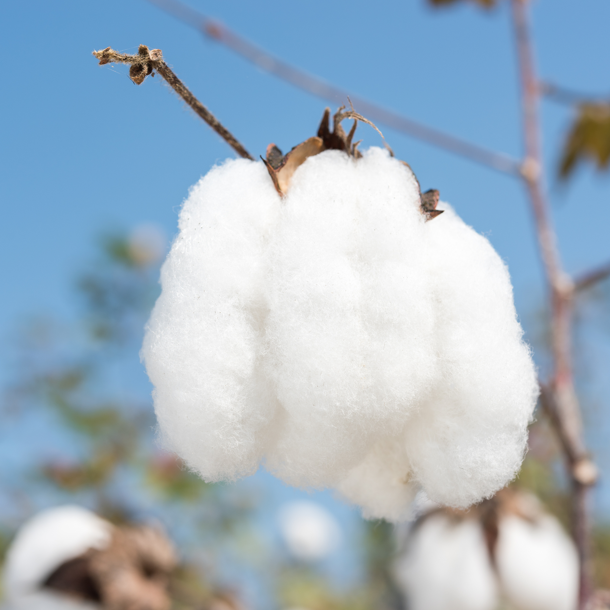一斤棉花加上一斤水后重量大约是多少