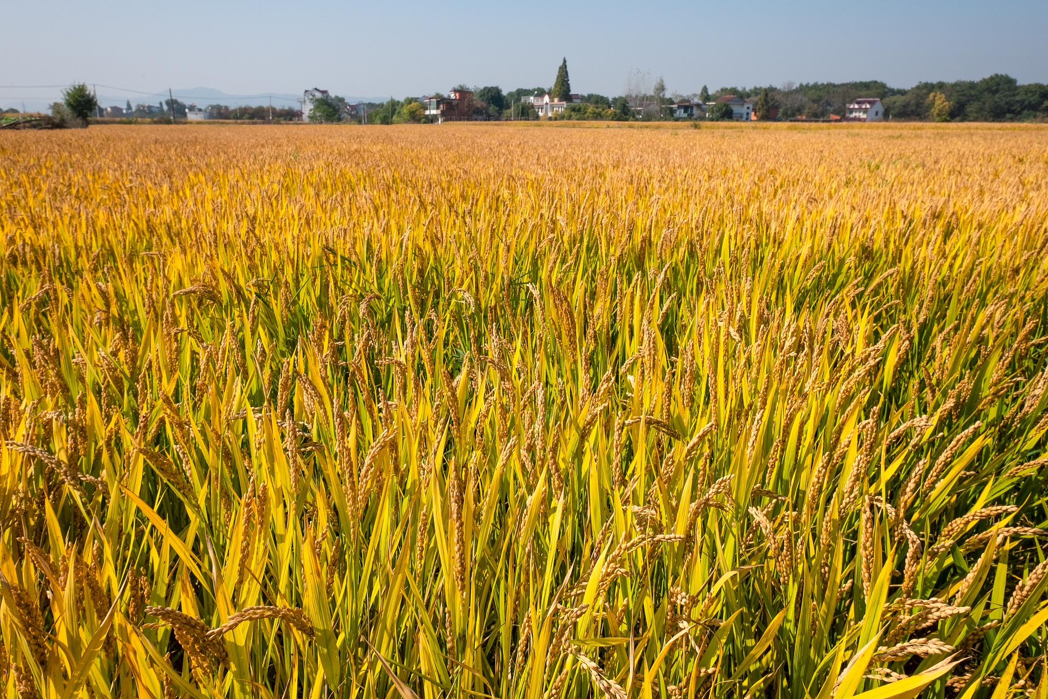 秋天的丰收：农民的辛勤与大自然的馈赠