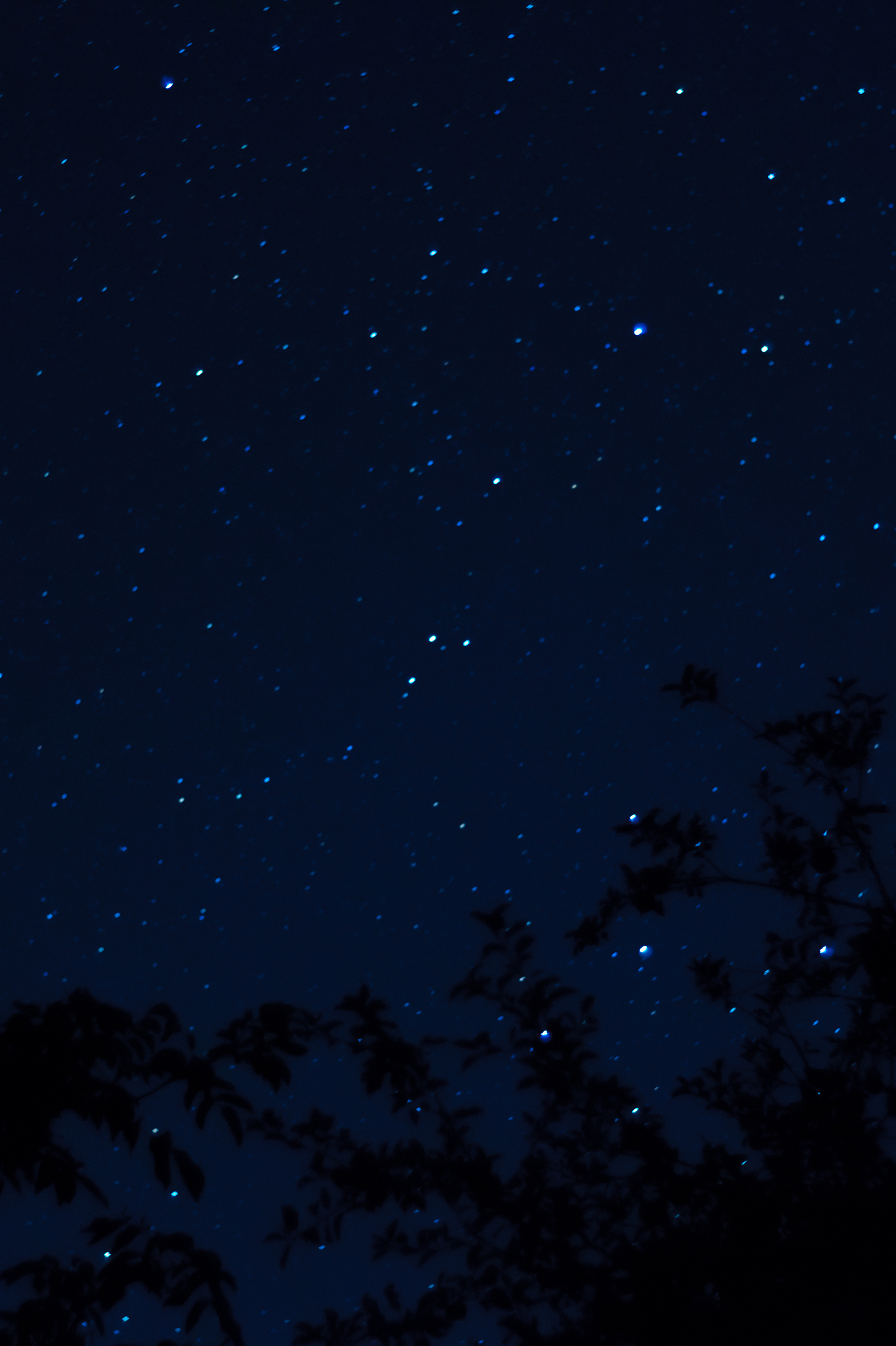 long exposure night photo. a lot of stars with trees on foregrou
