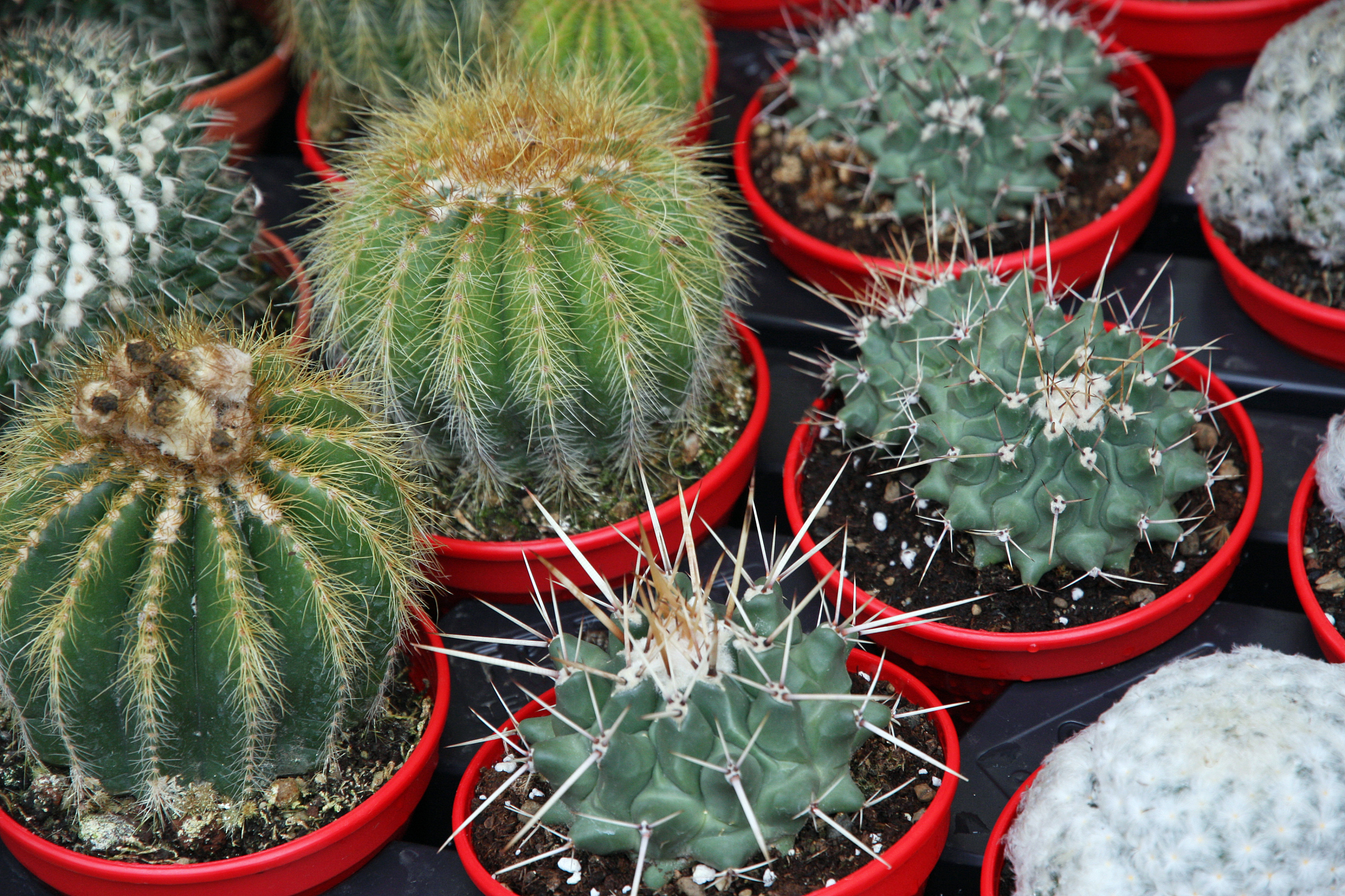 series of potted cactus for sale at the market