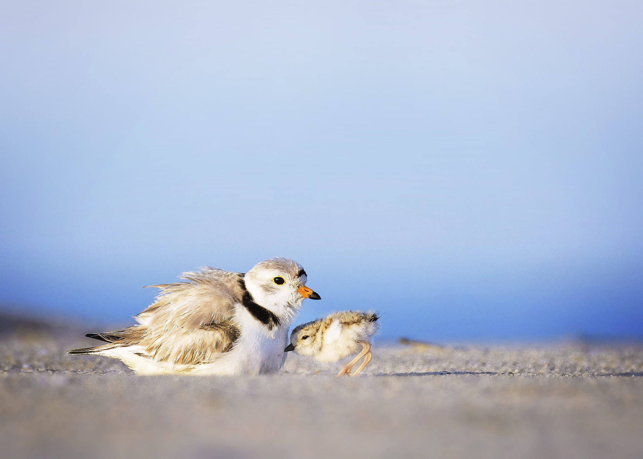 狐狸如何捕获大雁？聪明才智与坚持不懈的故事