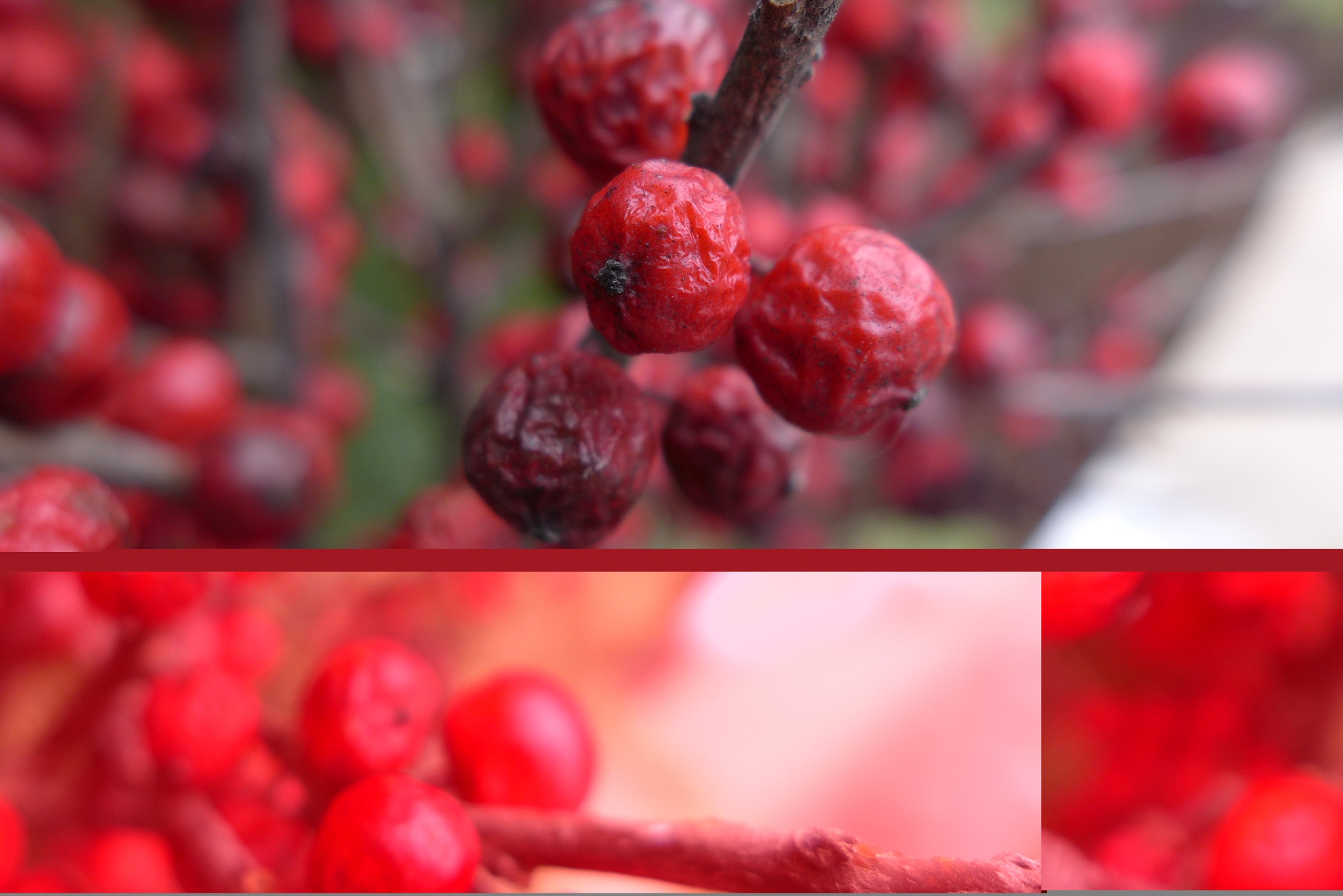 winter berry's