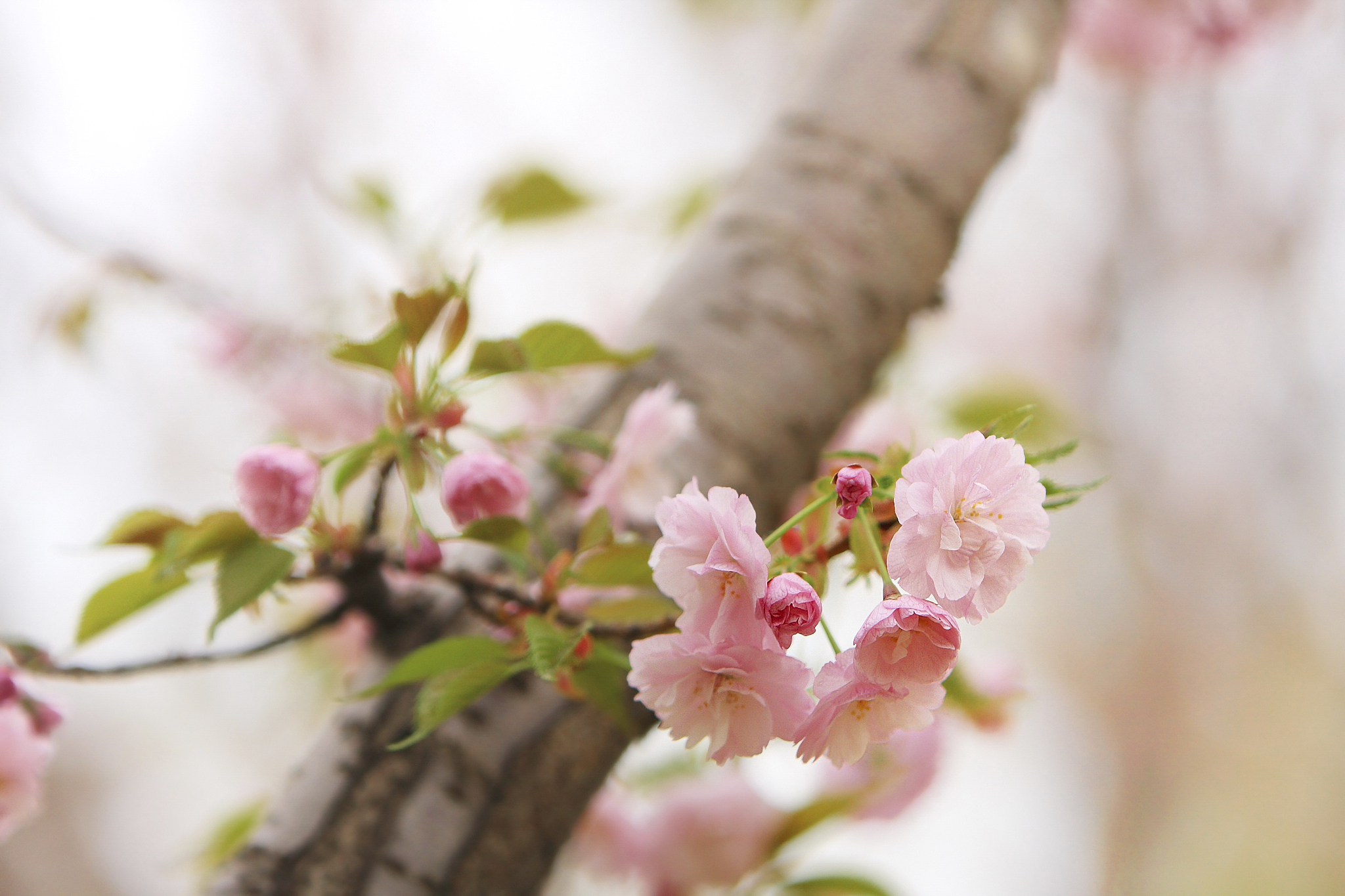 列举一些带桃花的诗句或词句