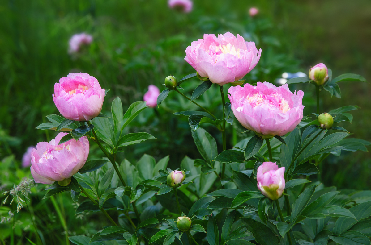 牡丹花开放的美丽瞬间：300字描写