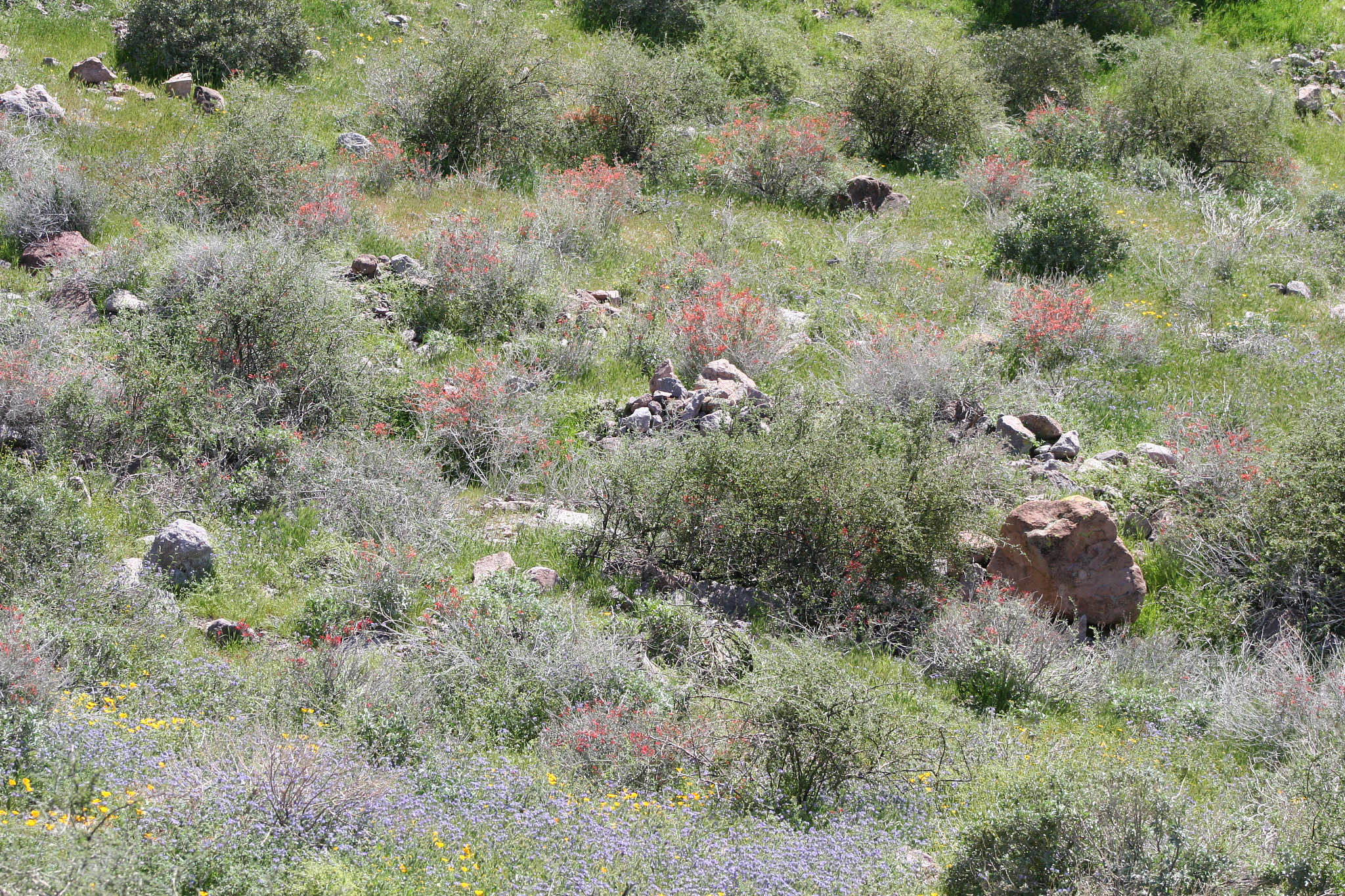 superstition mountains wilderness blanketed with spring flowers