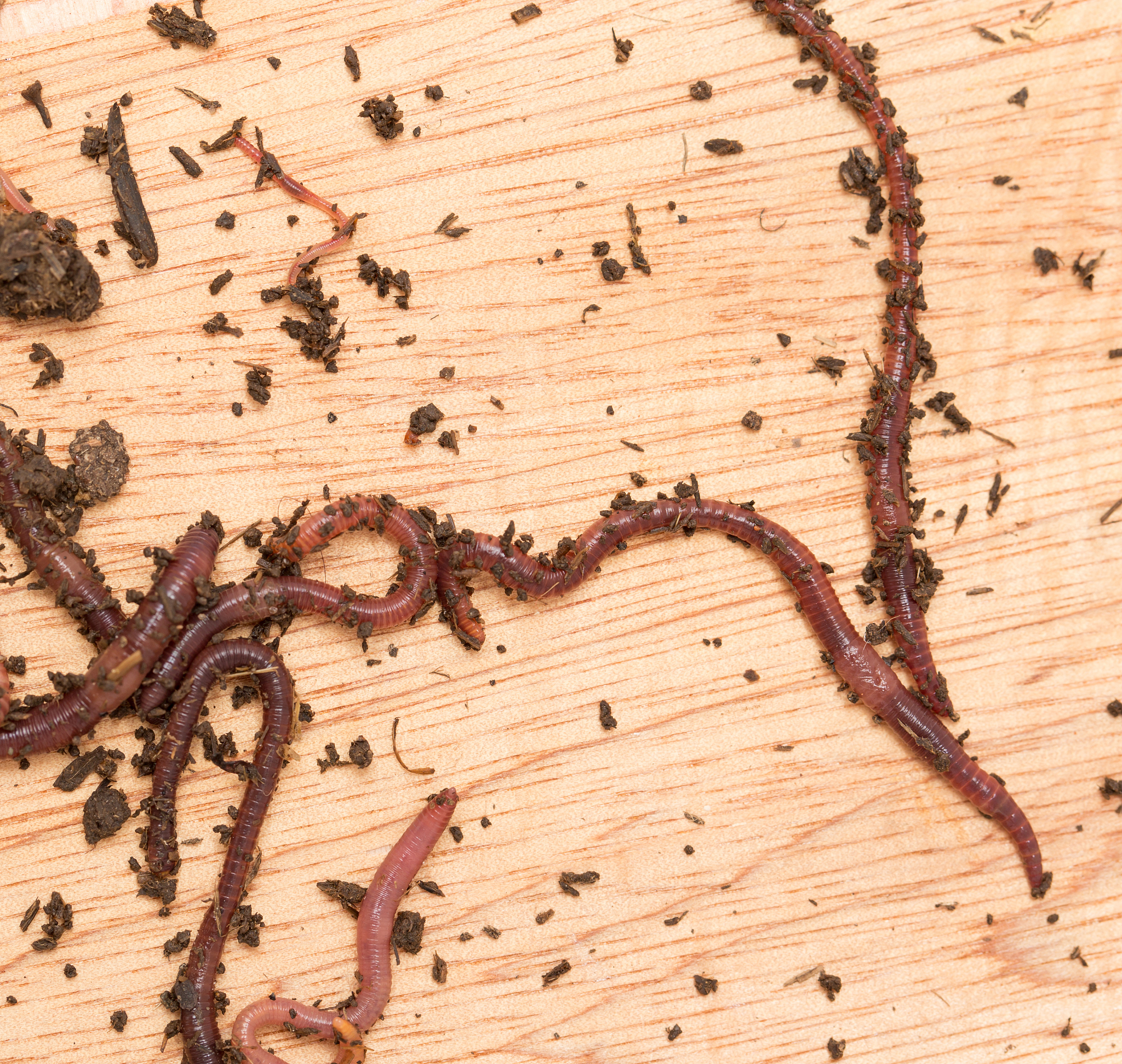 稻纵卷叶蜈幼虫空间分布型研究：泊松分布与负二项分布拟合