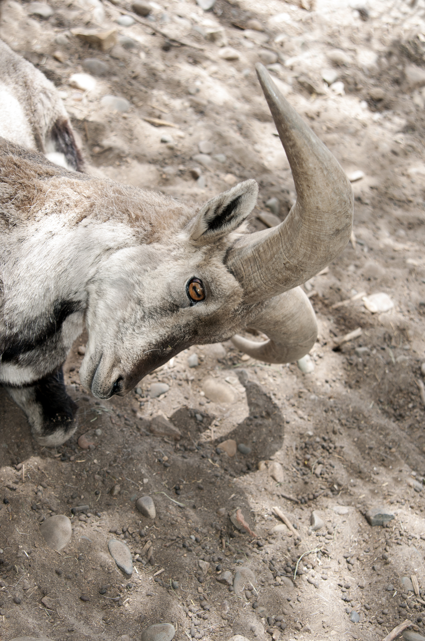 naughty argali