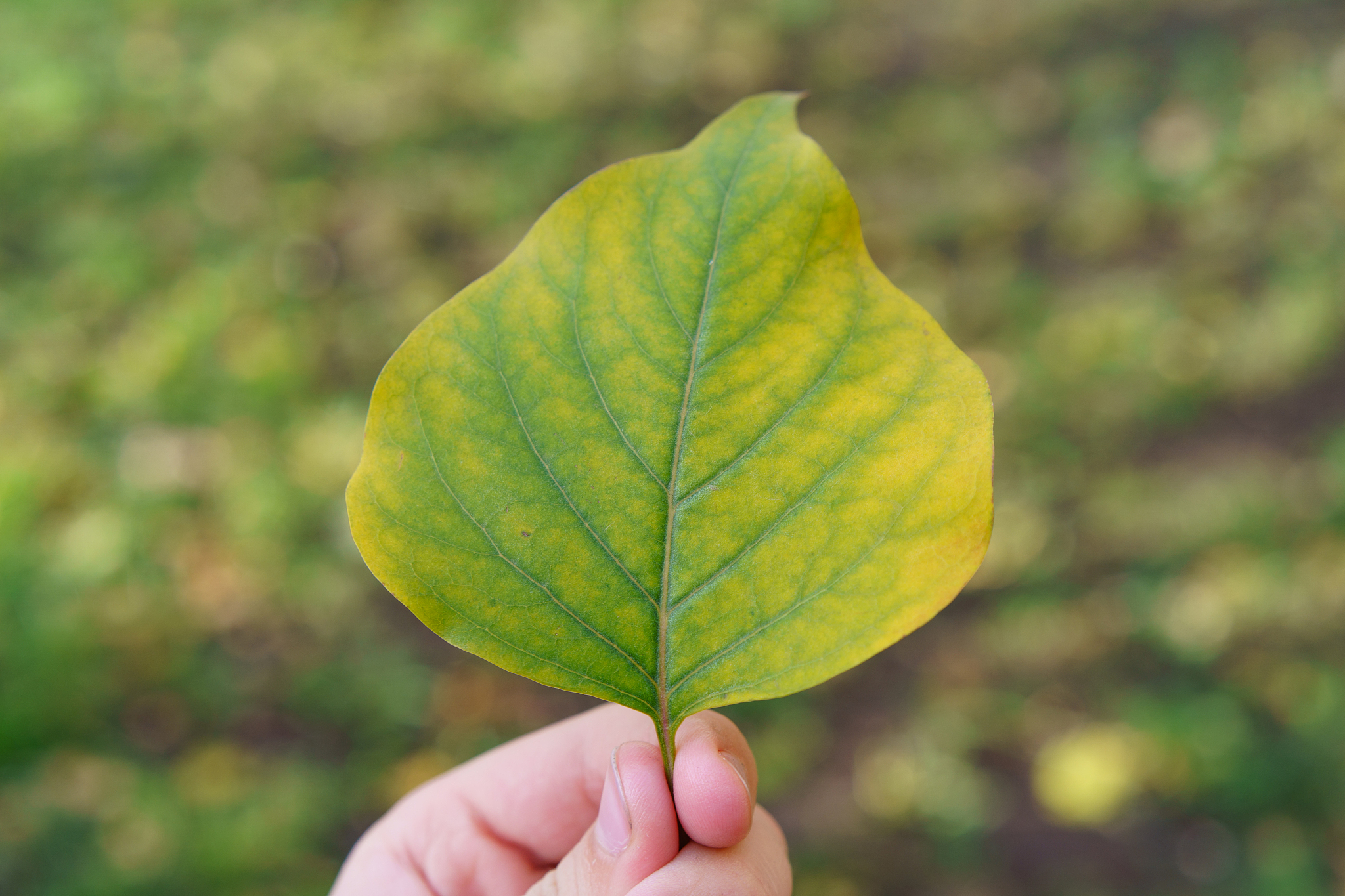 green - yellow leaf in the human hand