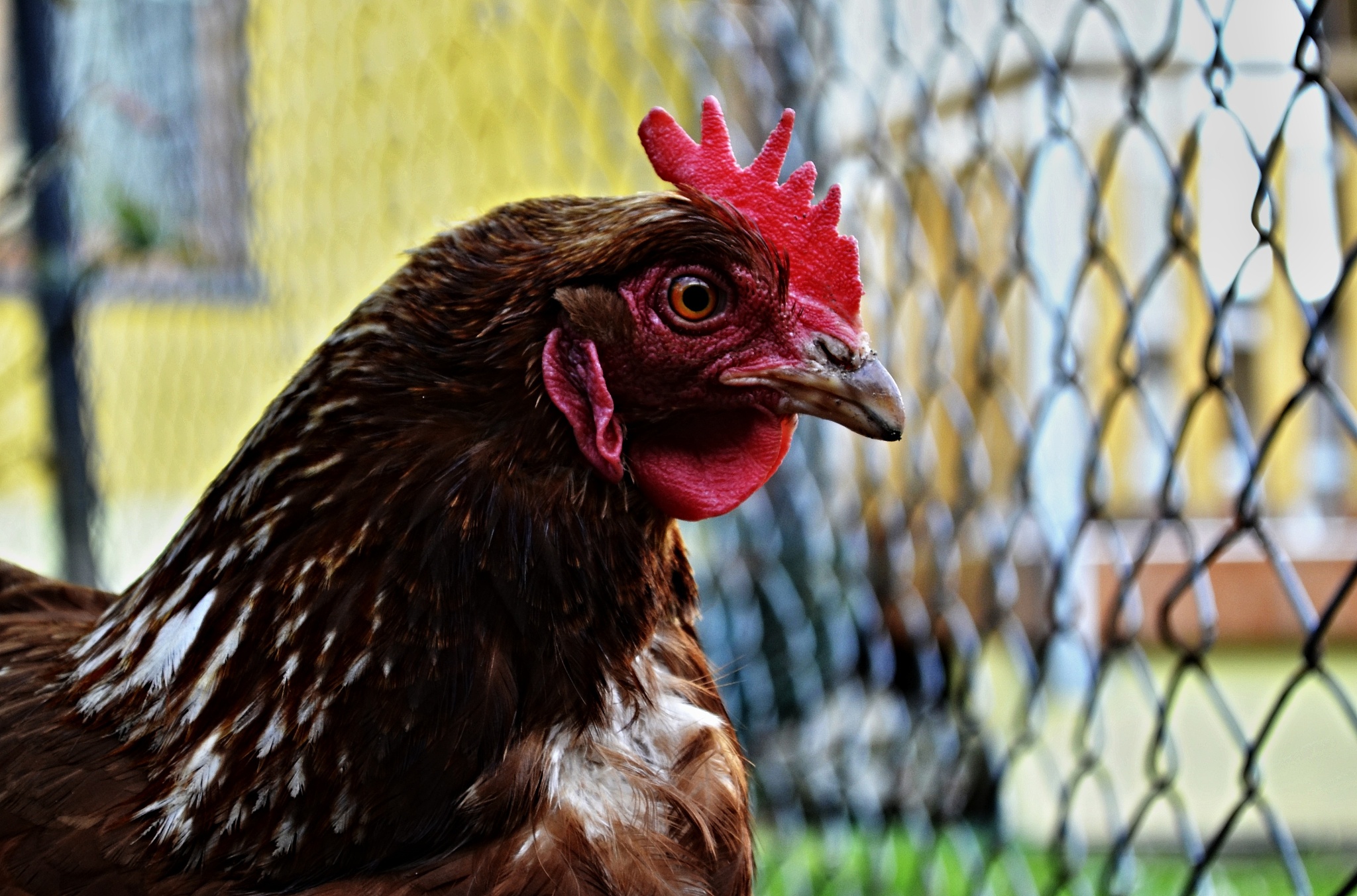 chicken