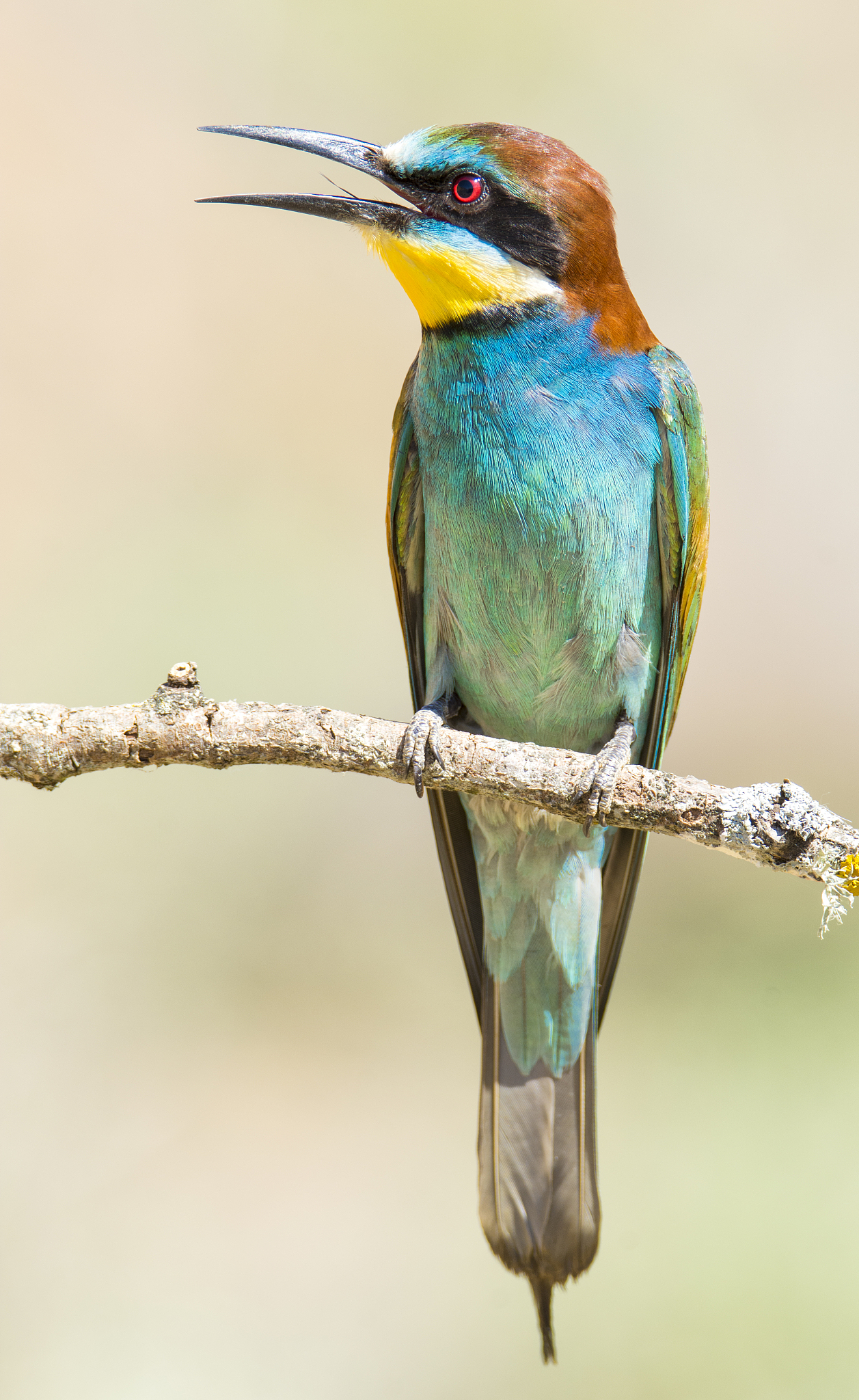 手机串码查询手机型号和配置：方法、安全和API