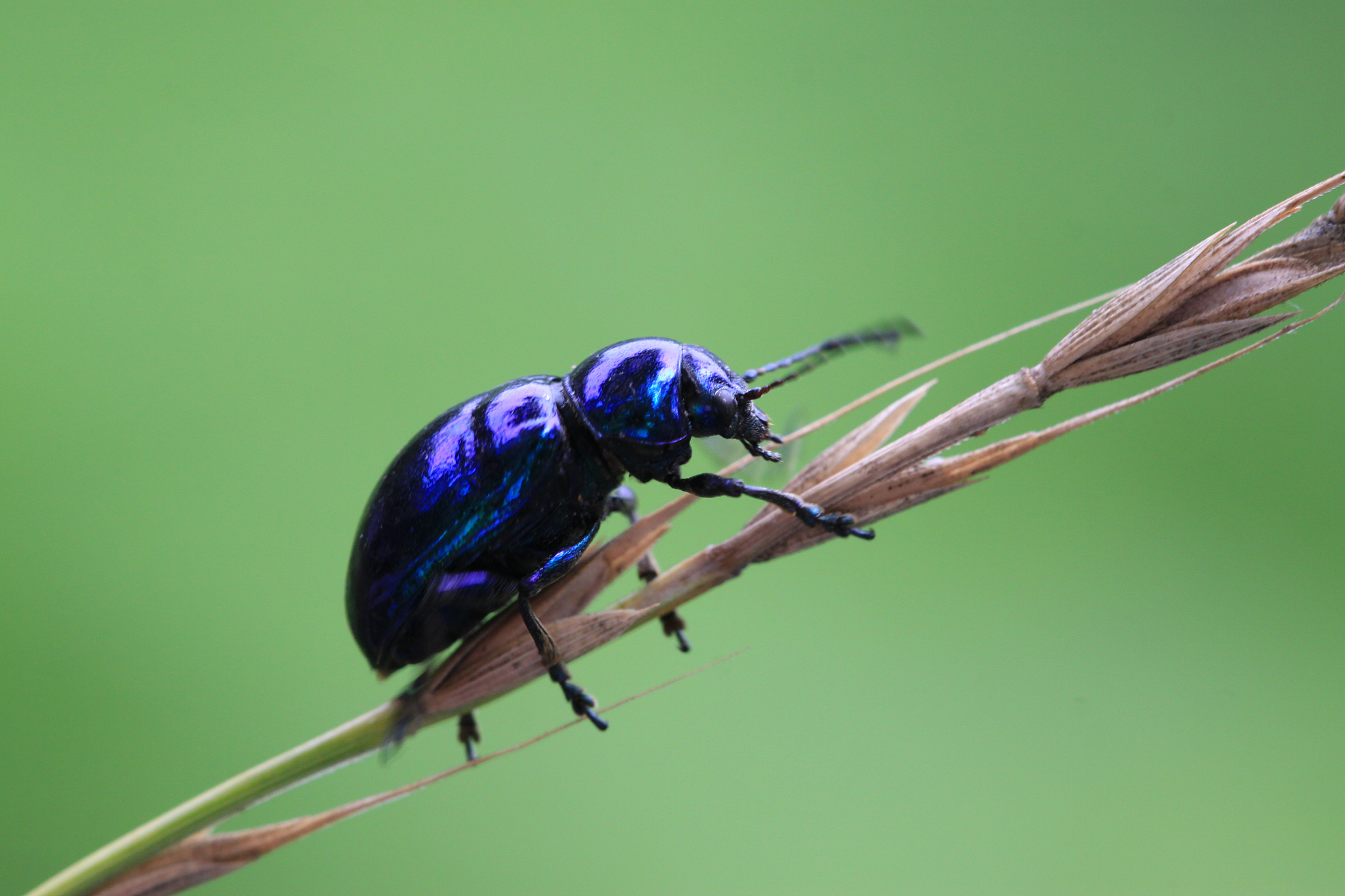 leaf beetles
