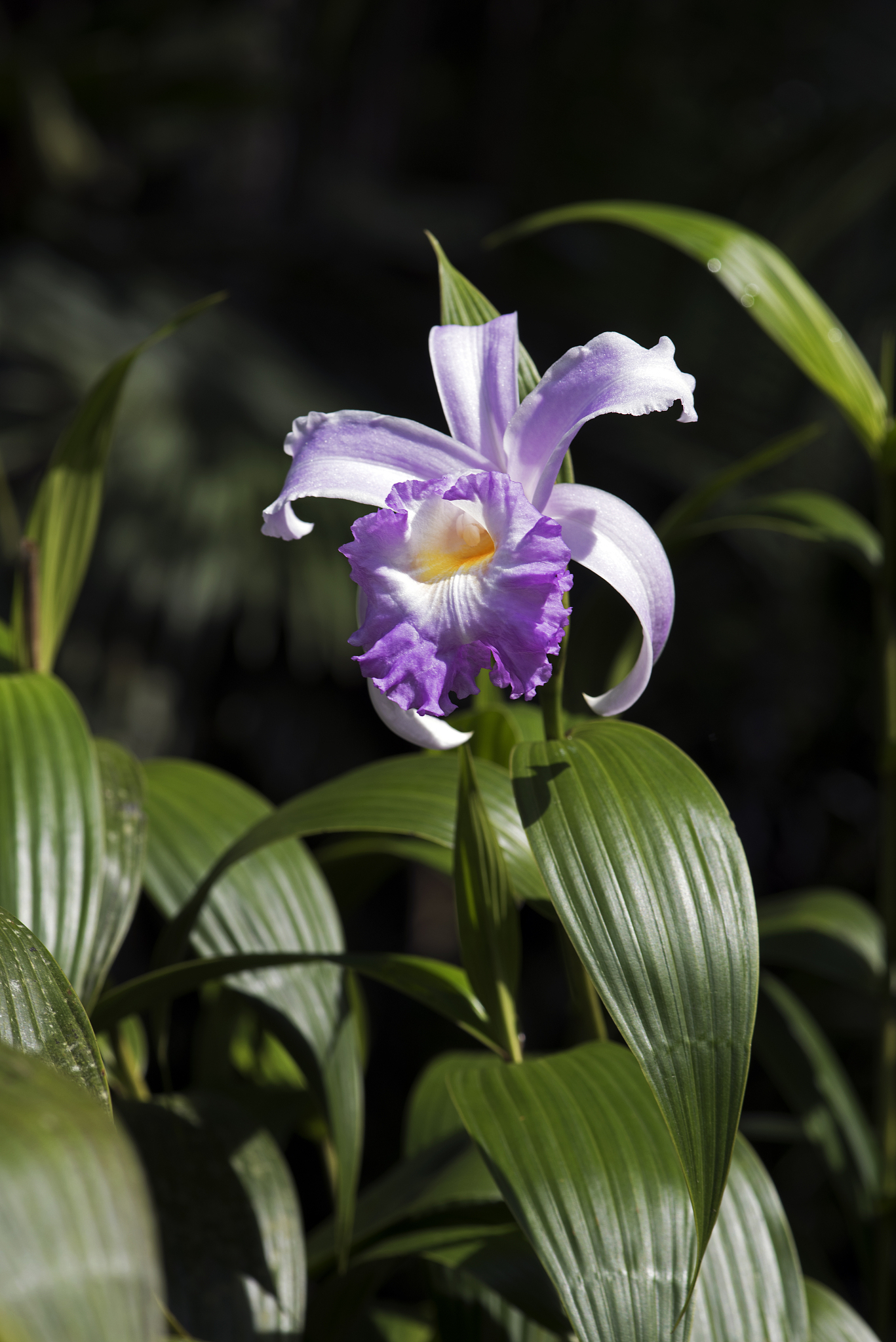species of beutiful and exotic orchid