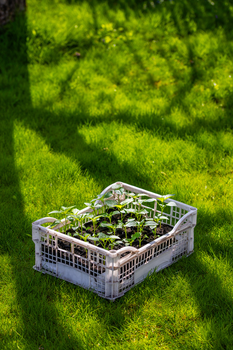 Introduction to Tropical Shade Vegetable Greenhouse English VersionCanopy vegetable planting project introductionWhat is the Canopy vegetable plantingCanopy vegetable planting is the vegetable plantin