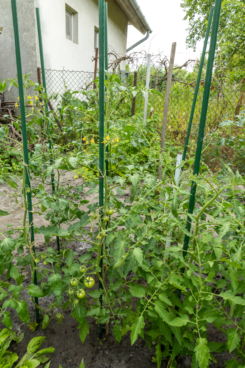西红柿种植方法：从选种到收获，完整指南