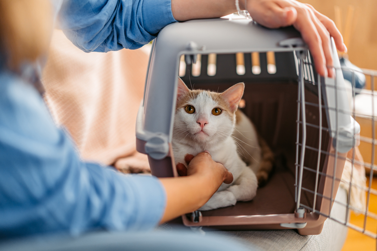 😻 多猫家庭：铲屎官的幸福生活指南 💖