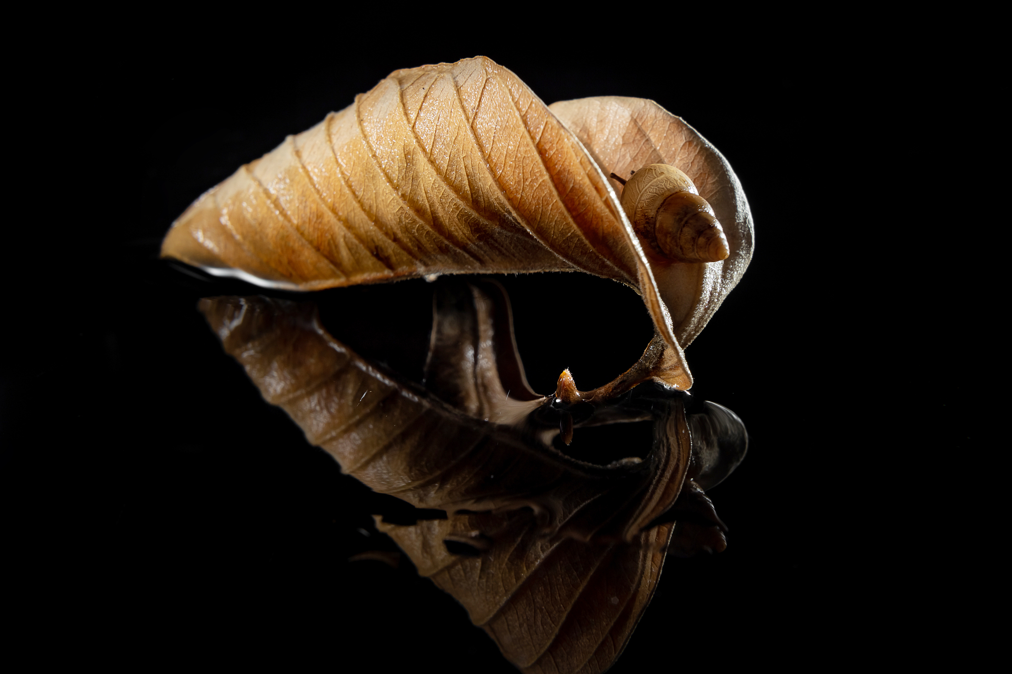 蜗牛吃干叶子吗？ 揭秘蜗牛的饮食偏好