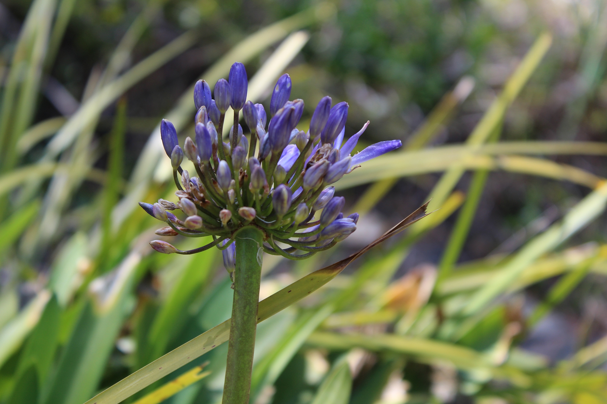 small flower budding