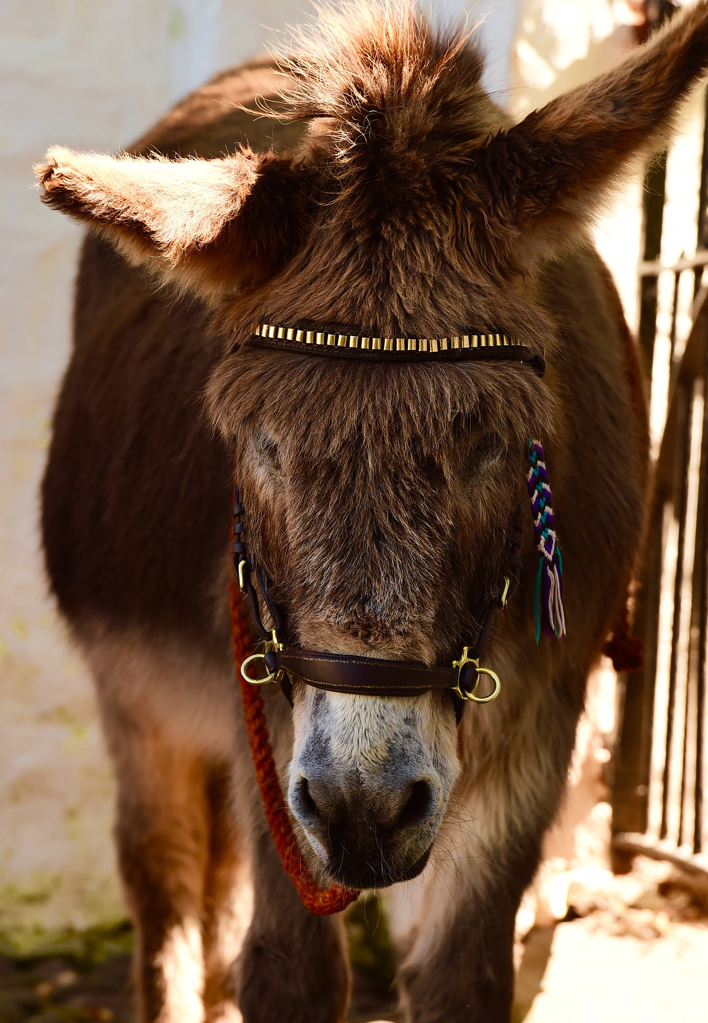 donkey
