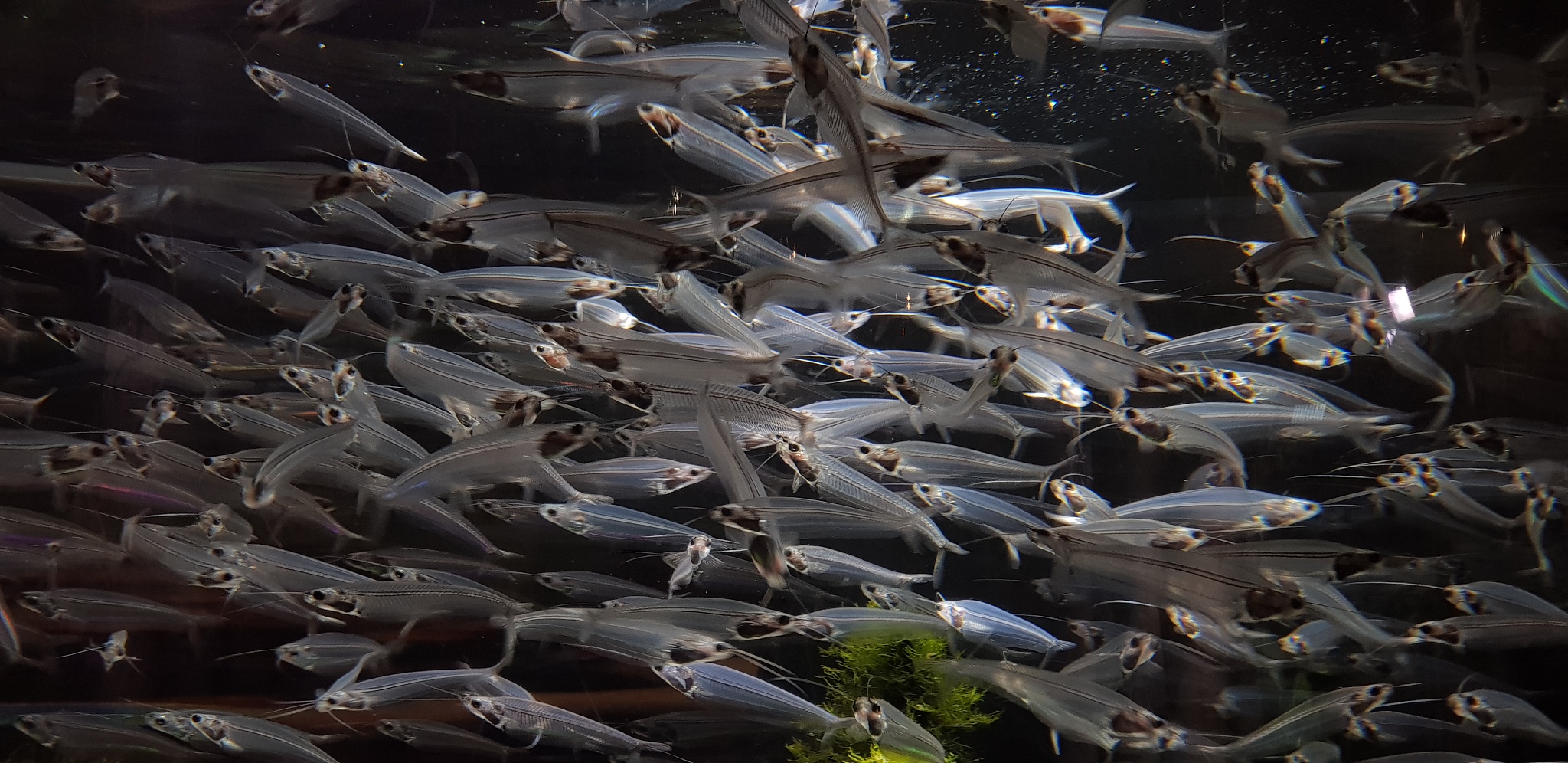 水族科学与技术专业学什么 主要课程有哪些