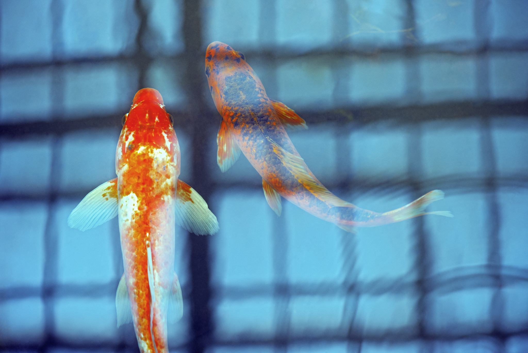 关于锦鲤鱼火爆的标题