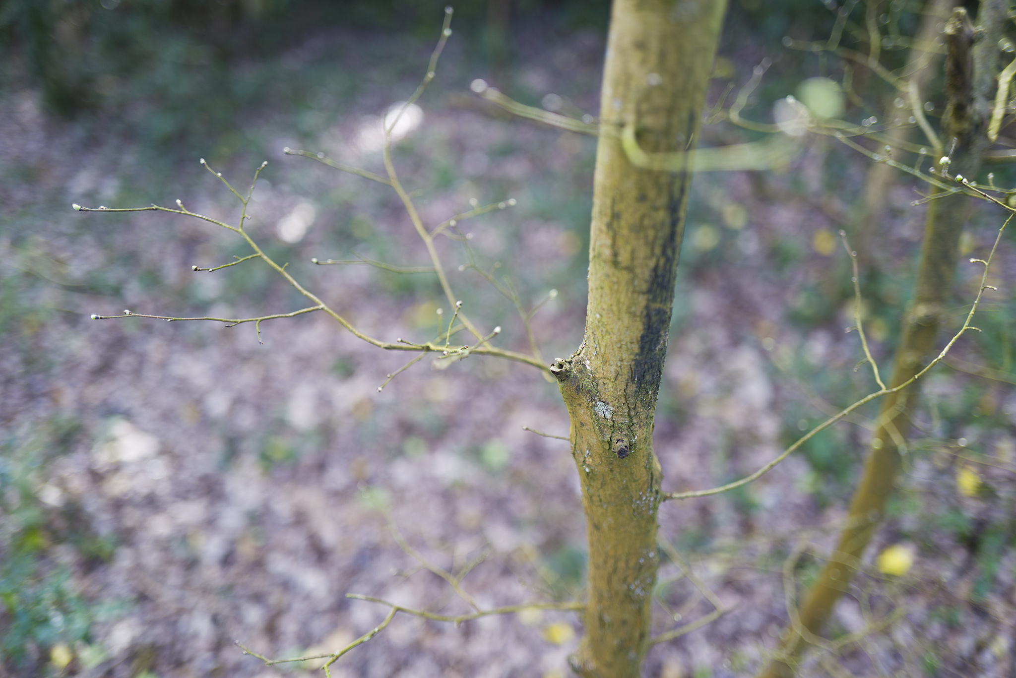 扁桃树现在怎么还没发芽 用300字描述