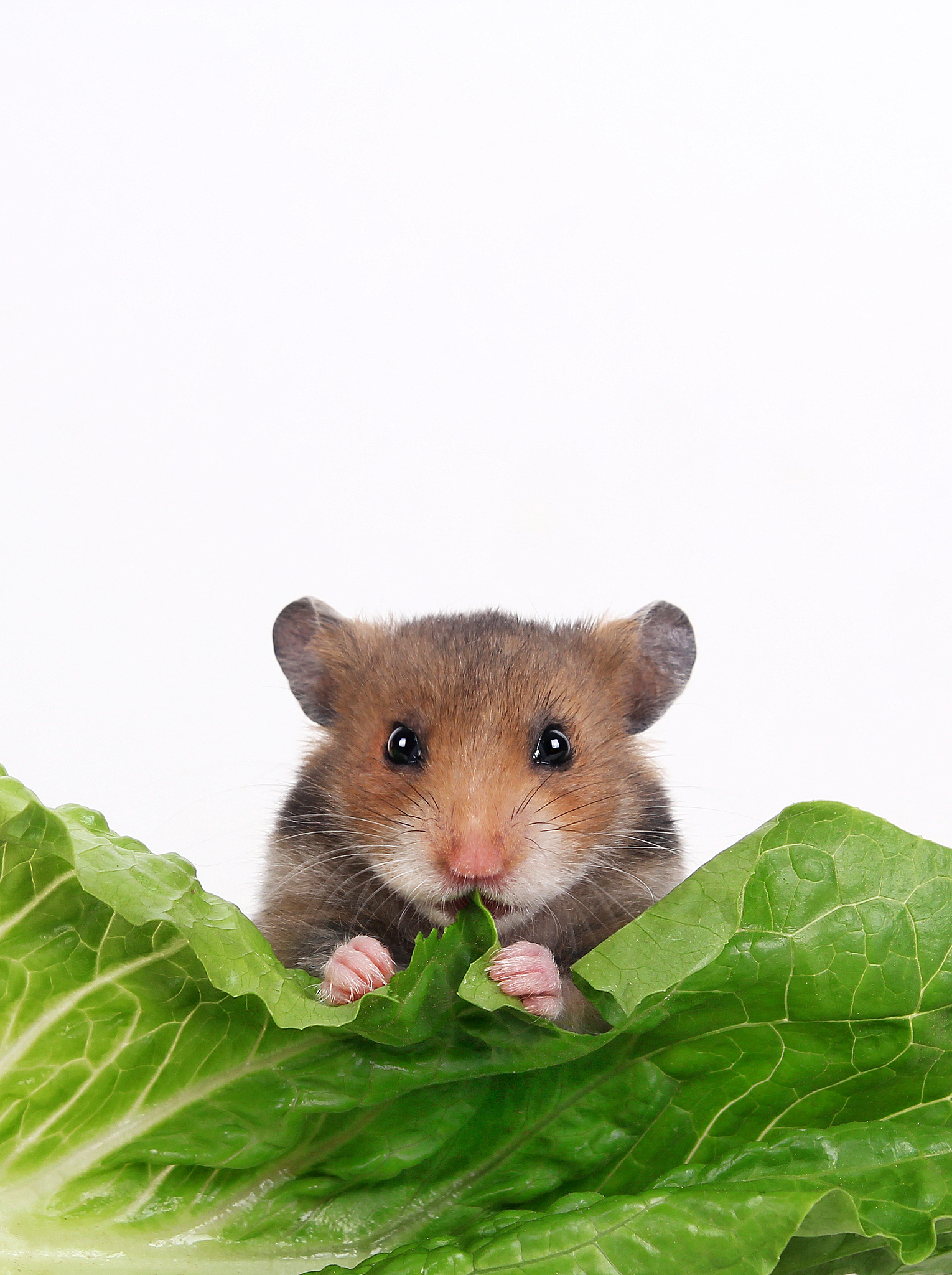 仓鼠不能吃的食物清单：安全喂食指南