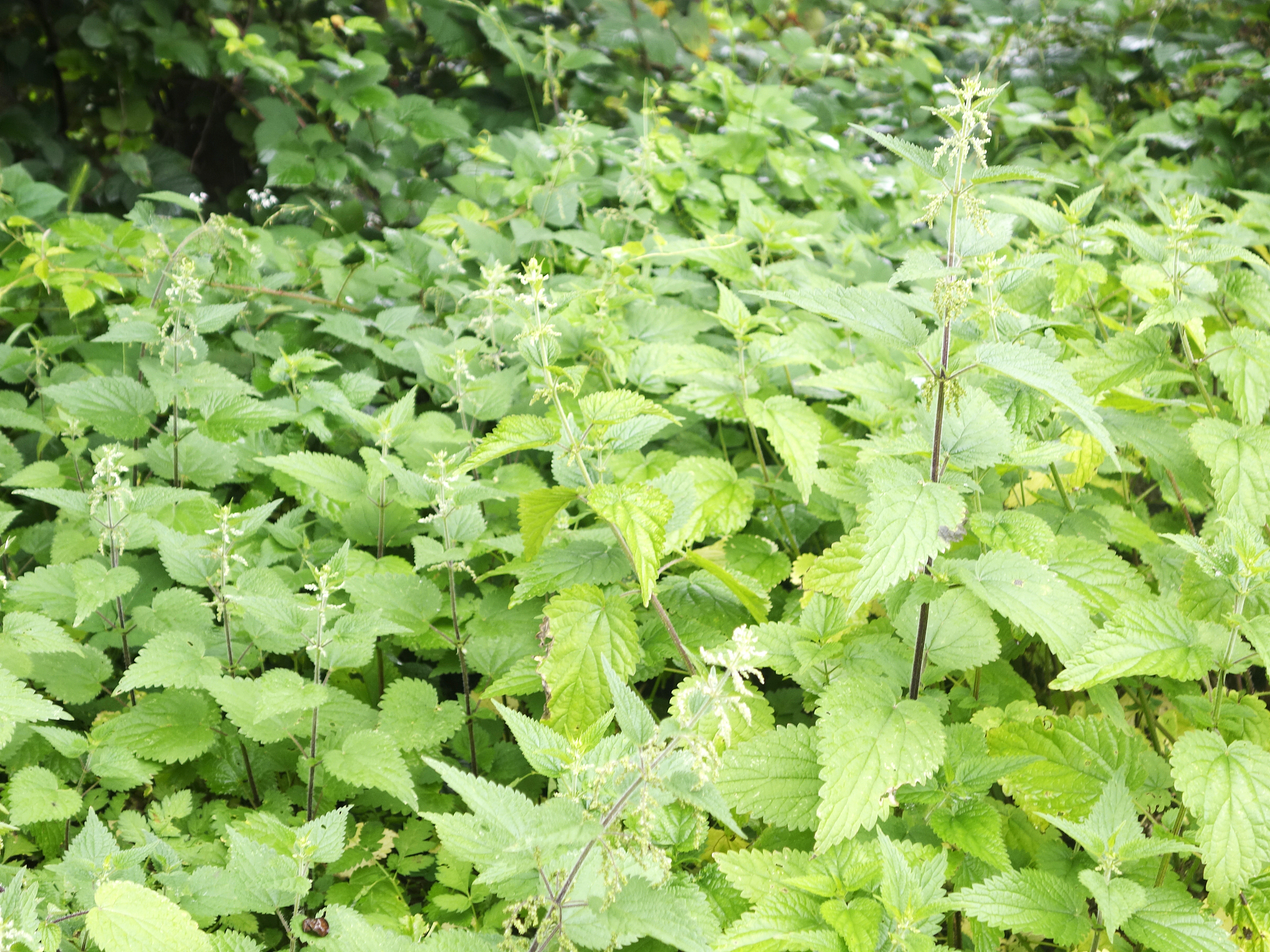 nettle area