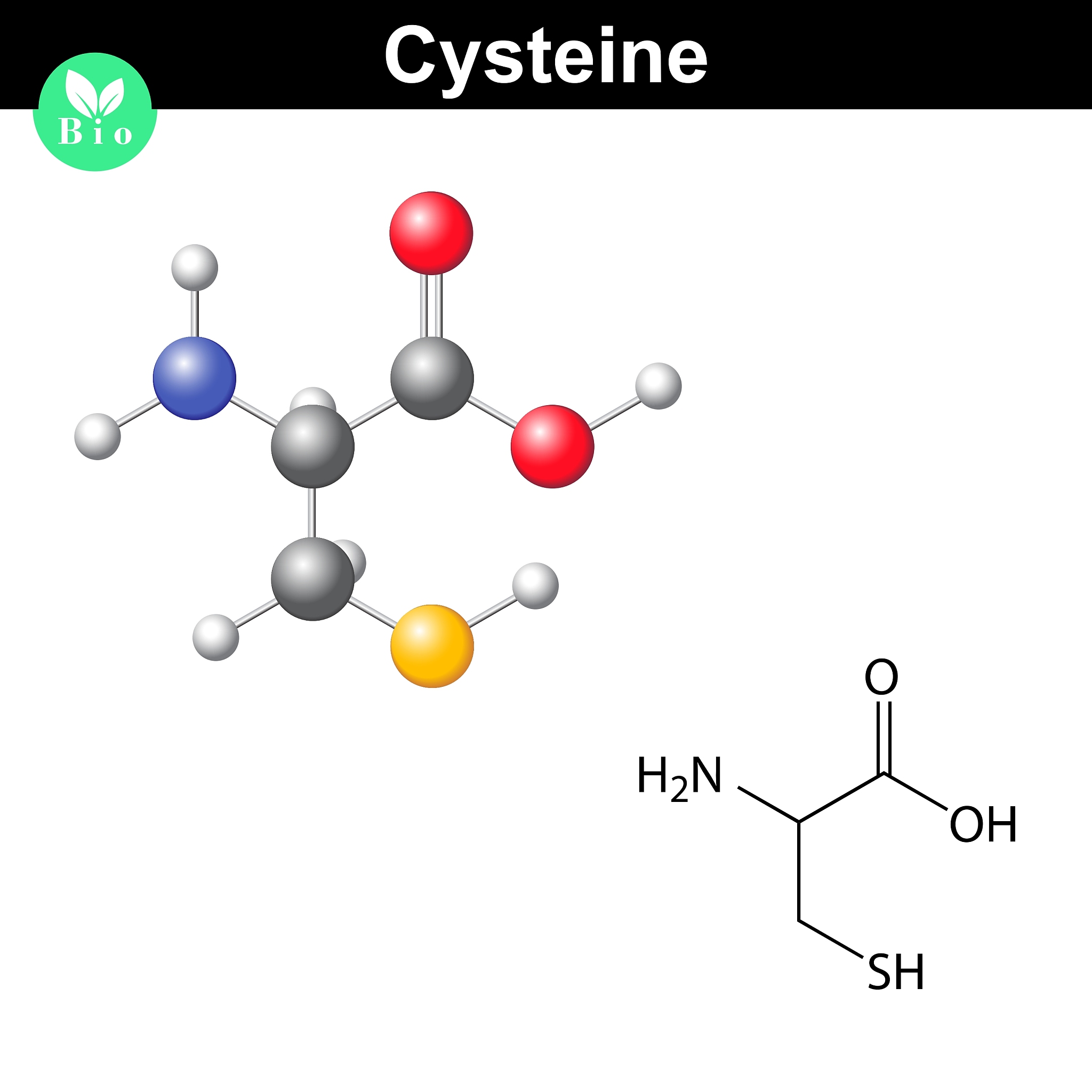 cysteine proteinogenic amino acid