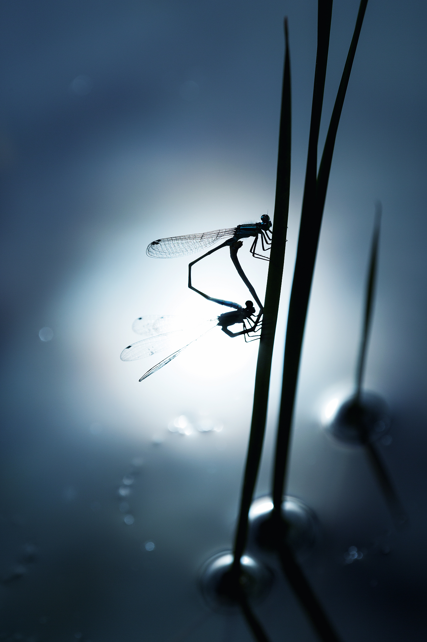 什么是单位阶跃信号