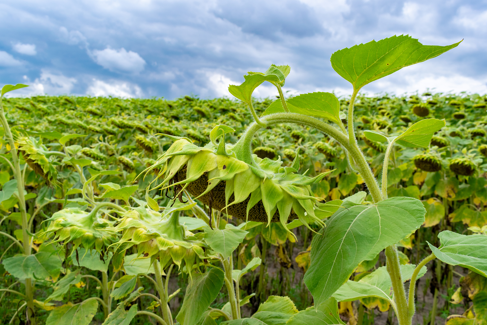 ripening sunflowers on field