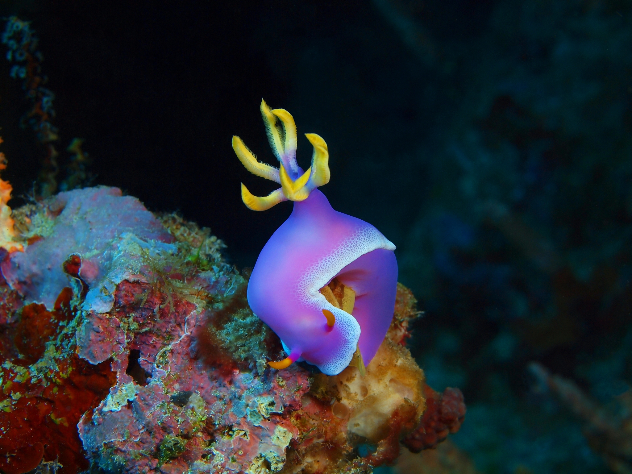 sea slug