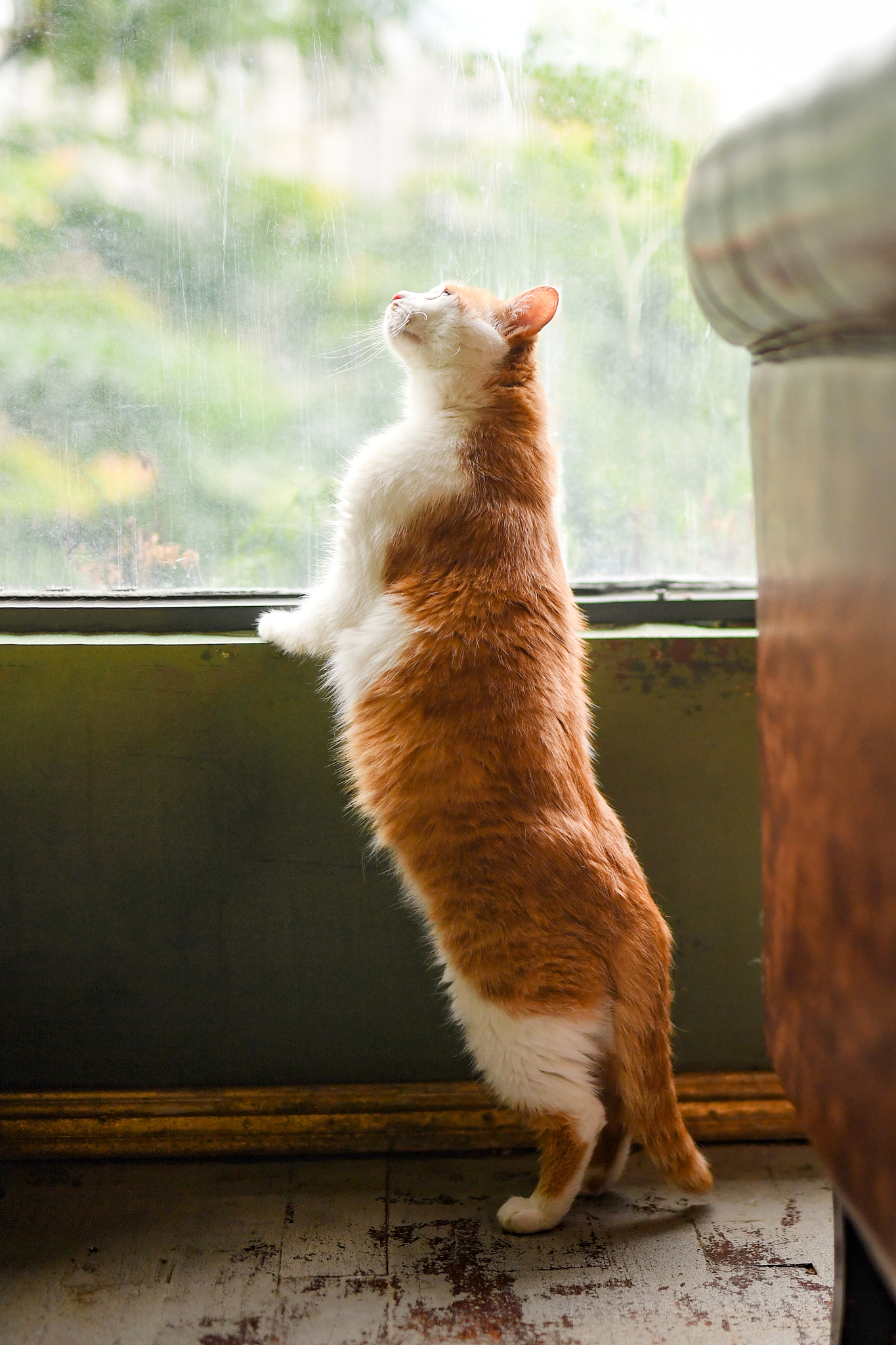 为橘猫写首诗怎么样？