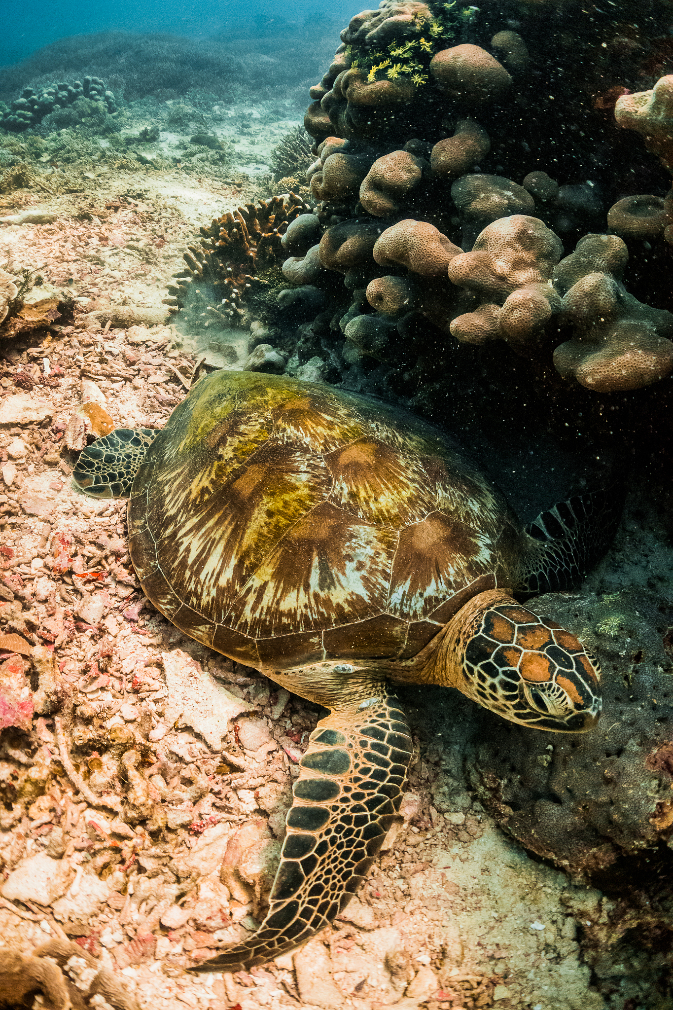 海龟保护：生物学特征、生命周期与保护措施