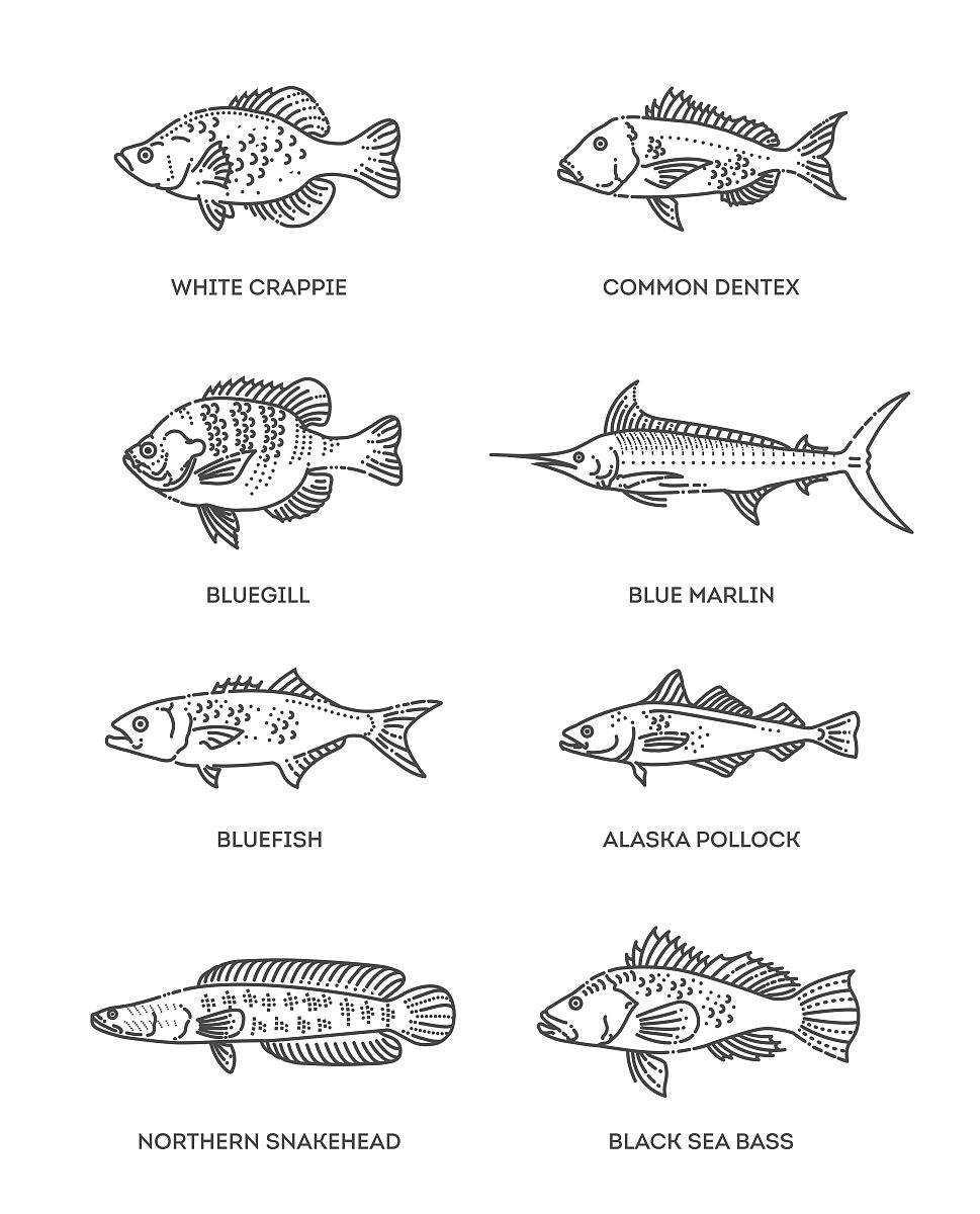根据《鱼类学》知识撰写一篇关于石斑鱼主题的论文大纲