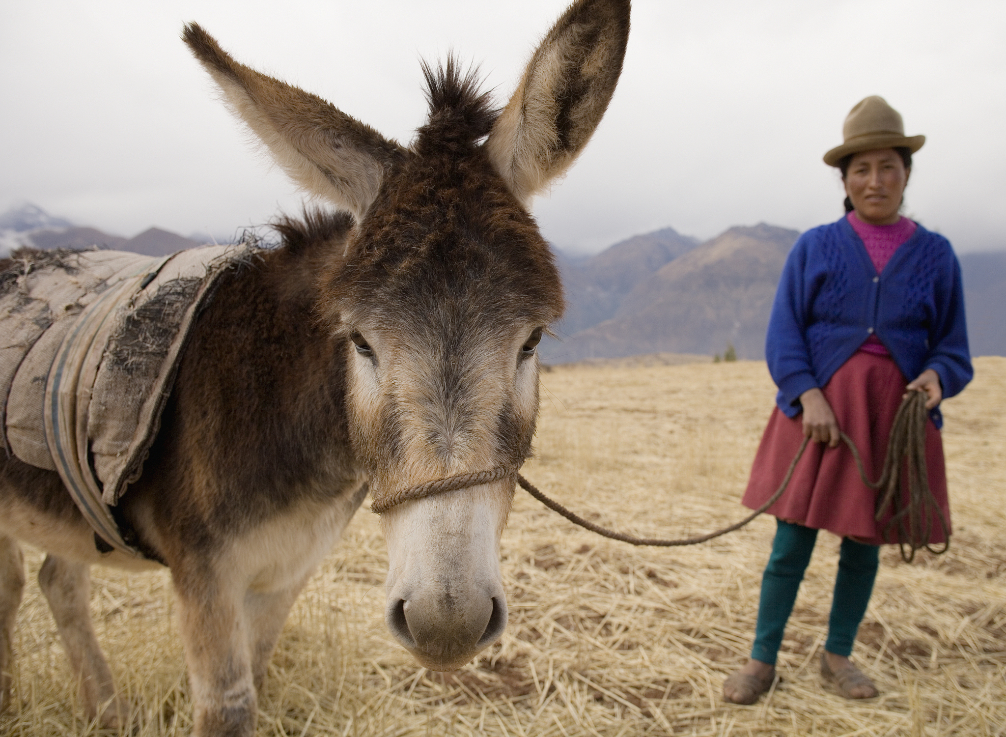 peruvian woman standing with donkey