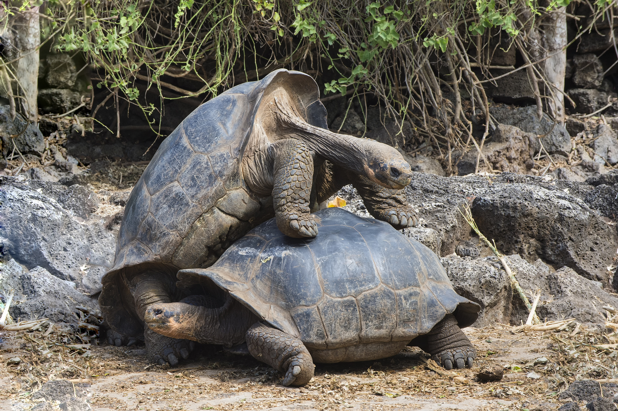 galapagos giant tortoise