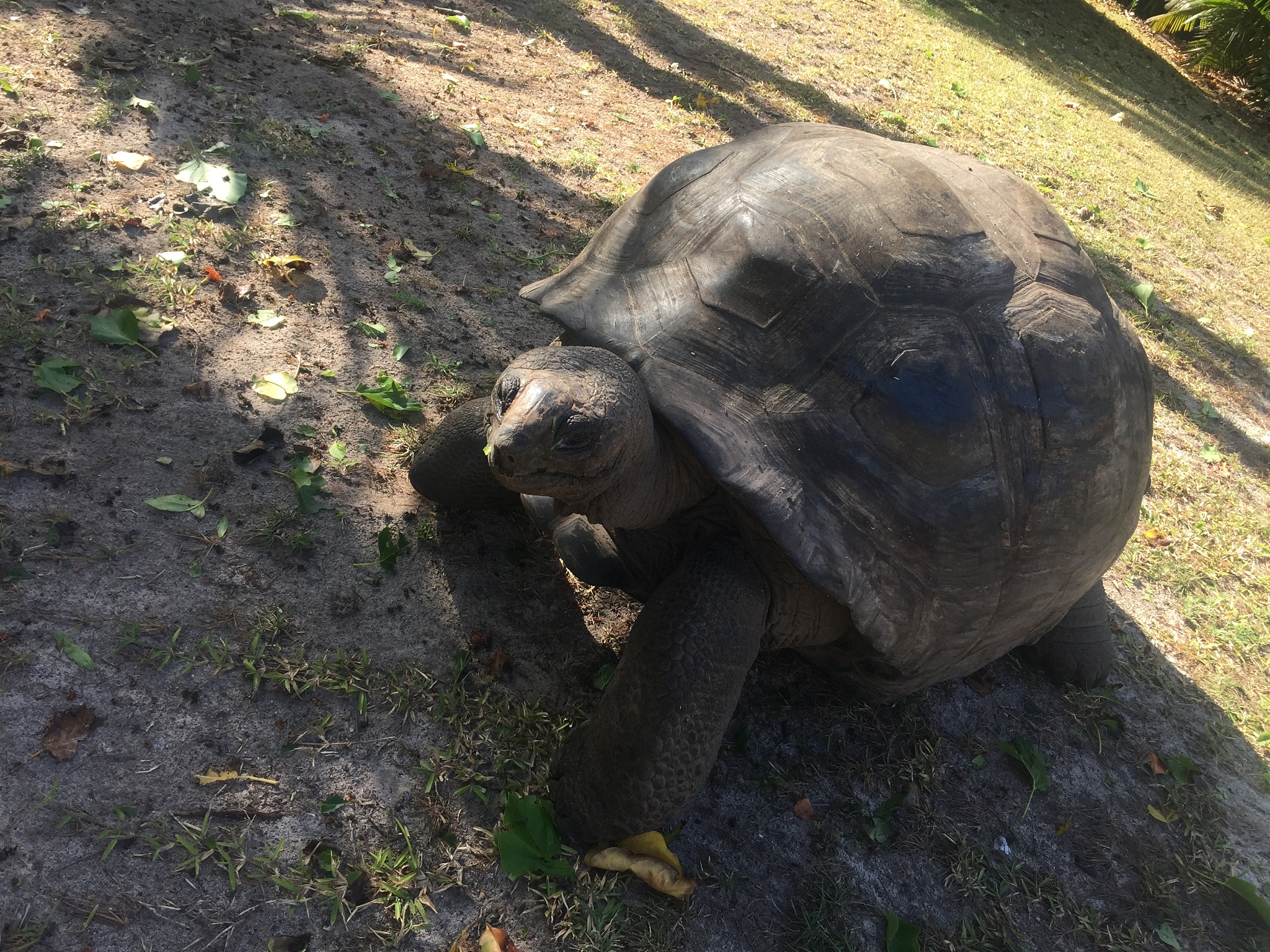 giant tortoise in seychelles island