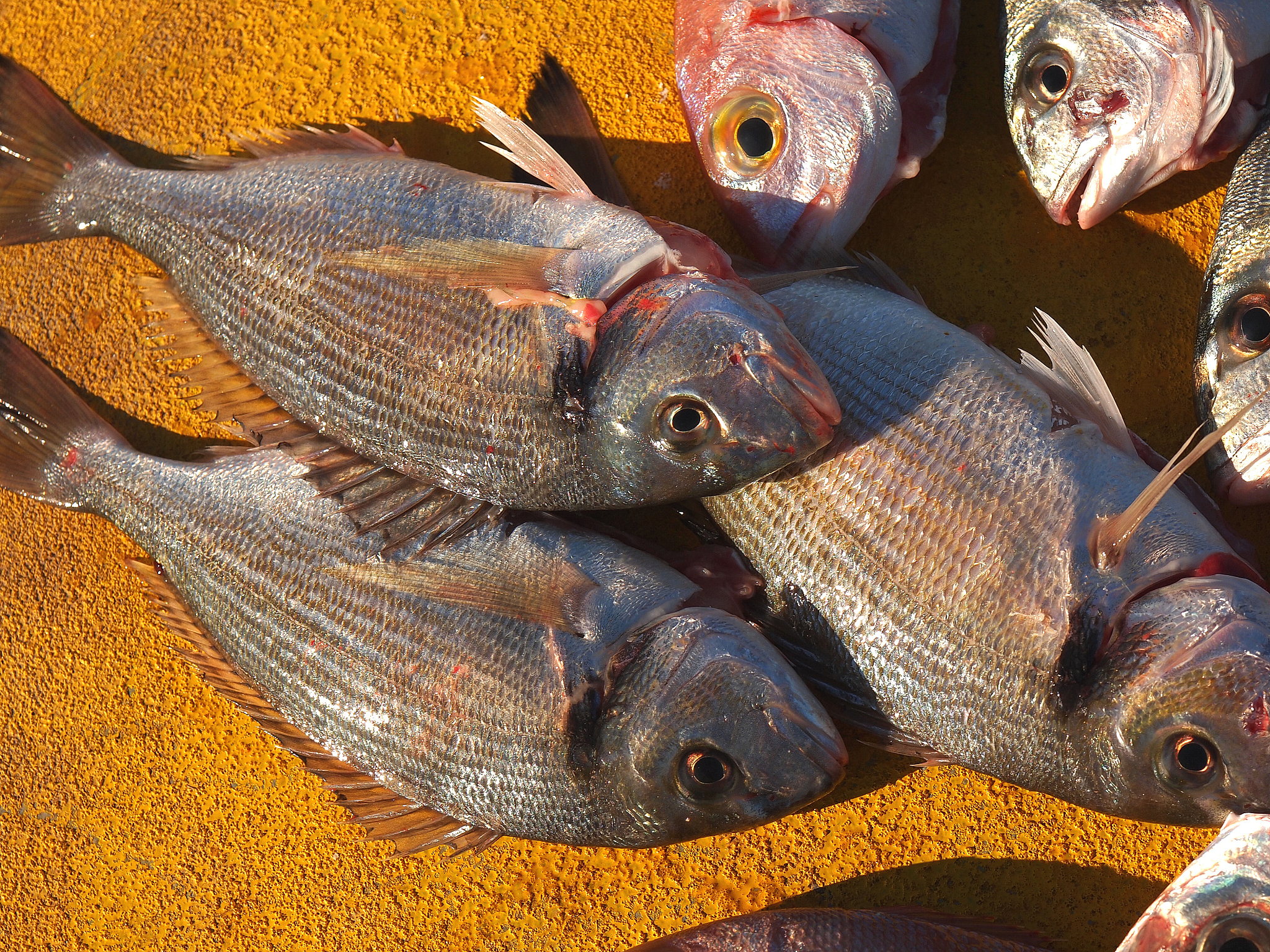 饲料桂鱼：新品种与新技术的结合